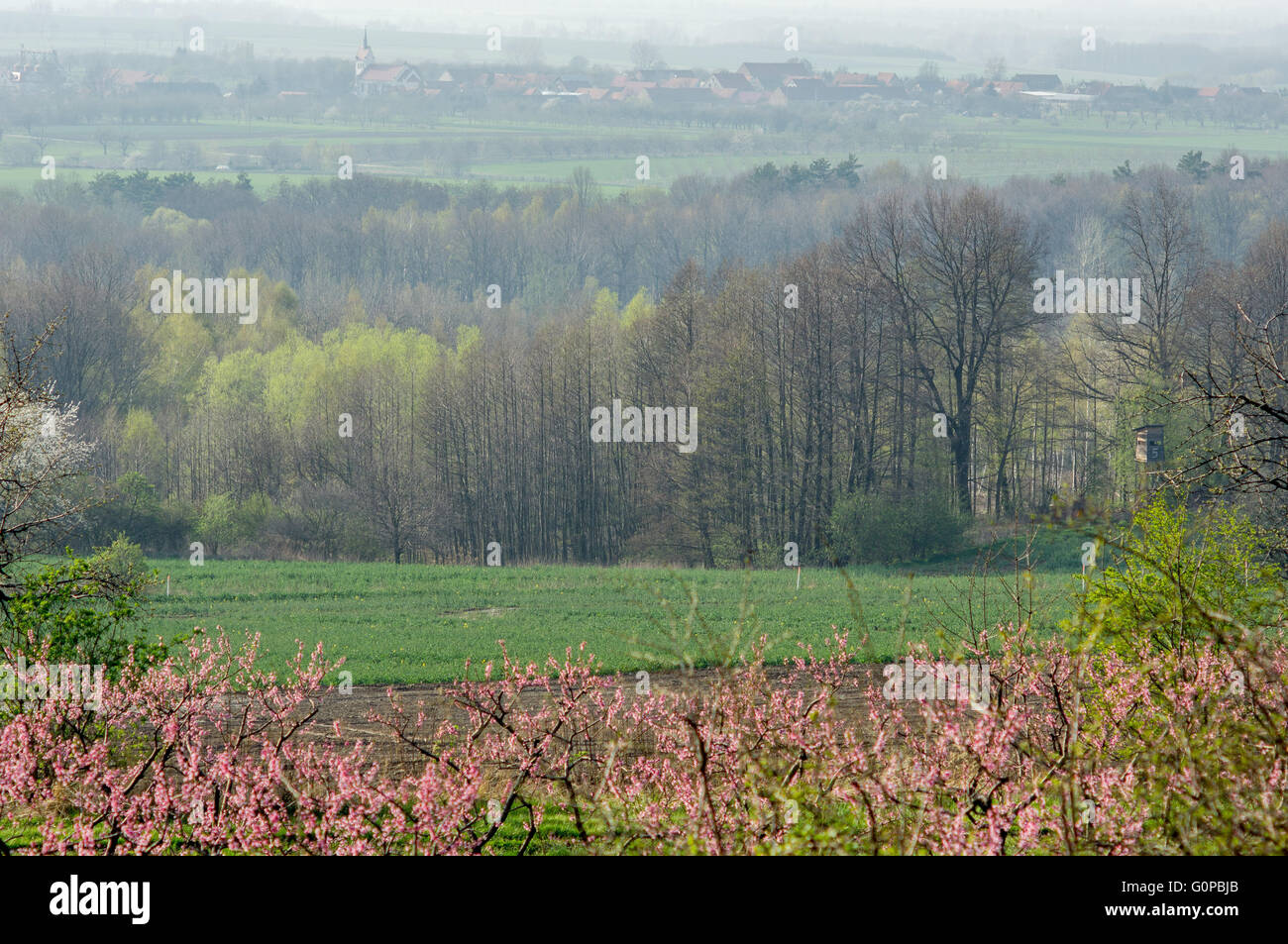 Blooming peachery budding forest distant village in the spring dusk Lower Silesia Poland Stock Photo