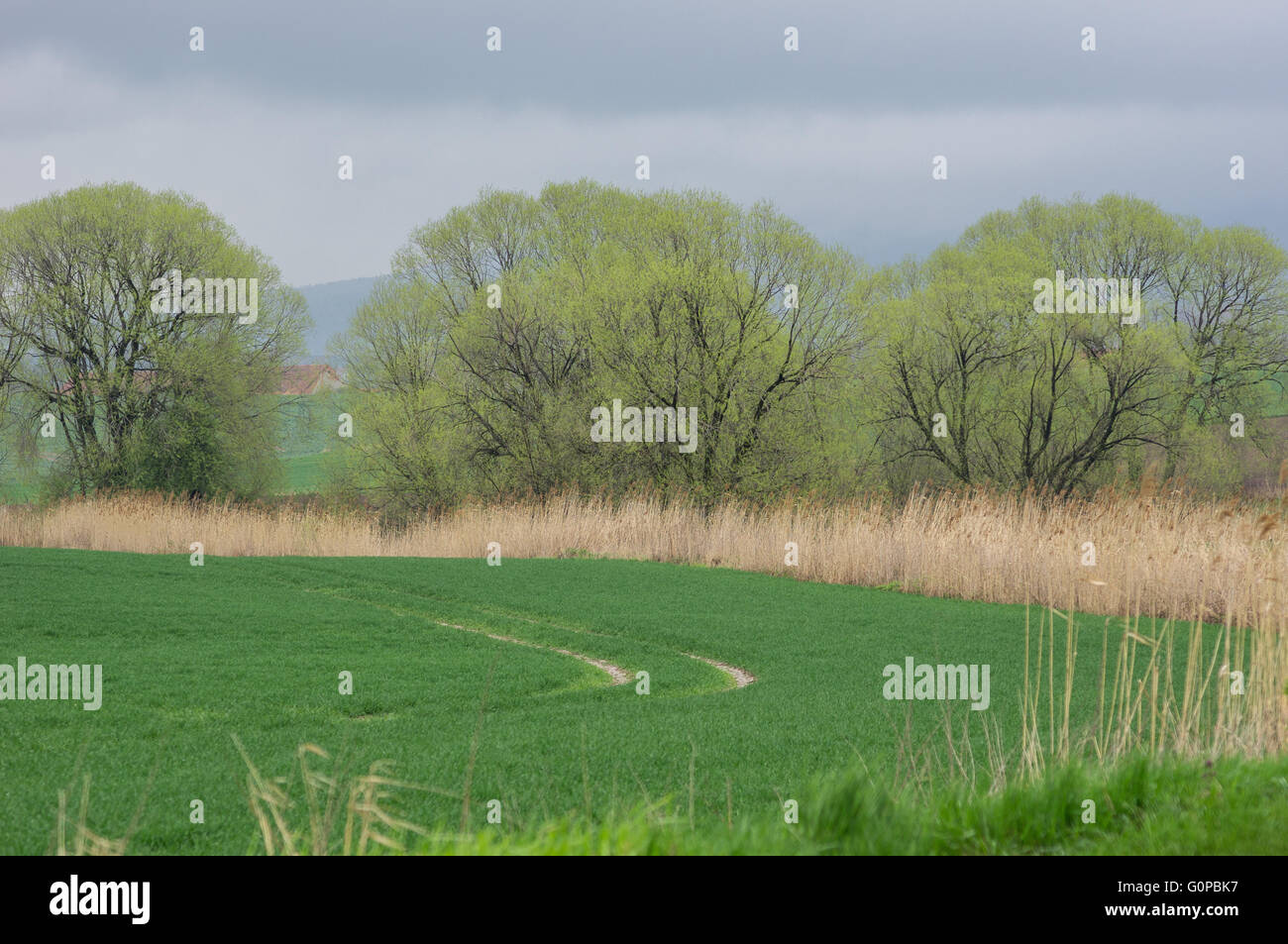Hilly undulated germinating green spring fields Lower Silesia Poland Stock Photo