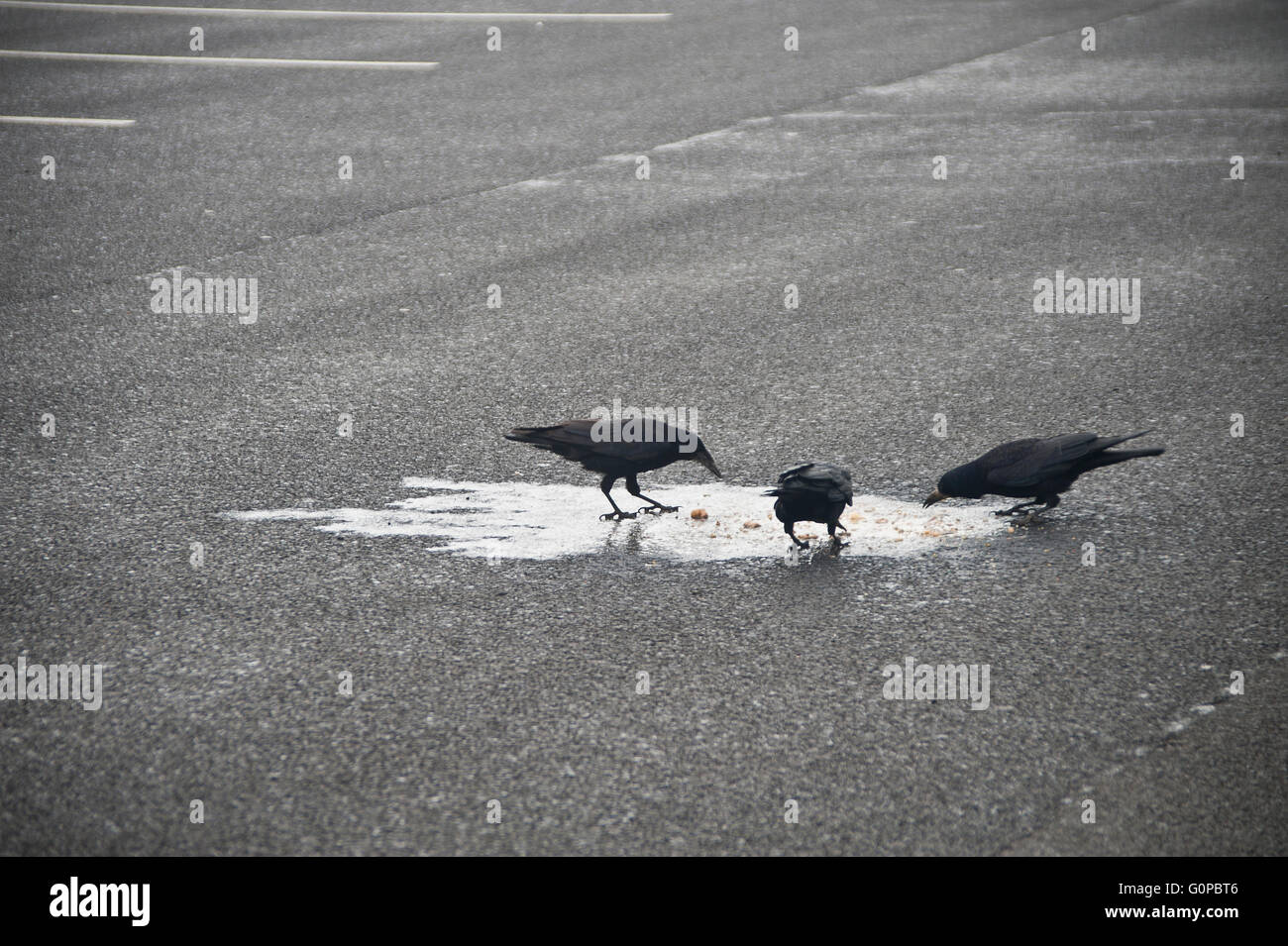 crows eating fresh vomit in service station car park, Corvids, crows, birds, sick, vomit, black, puke, Stock Photo