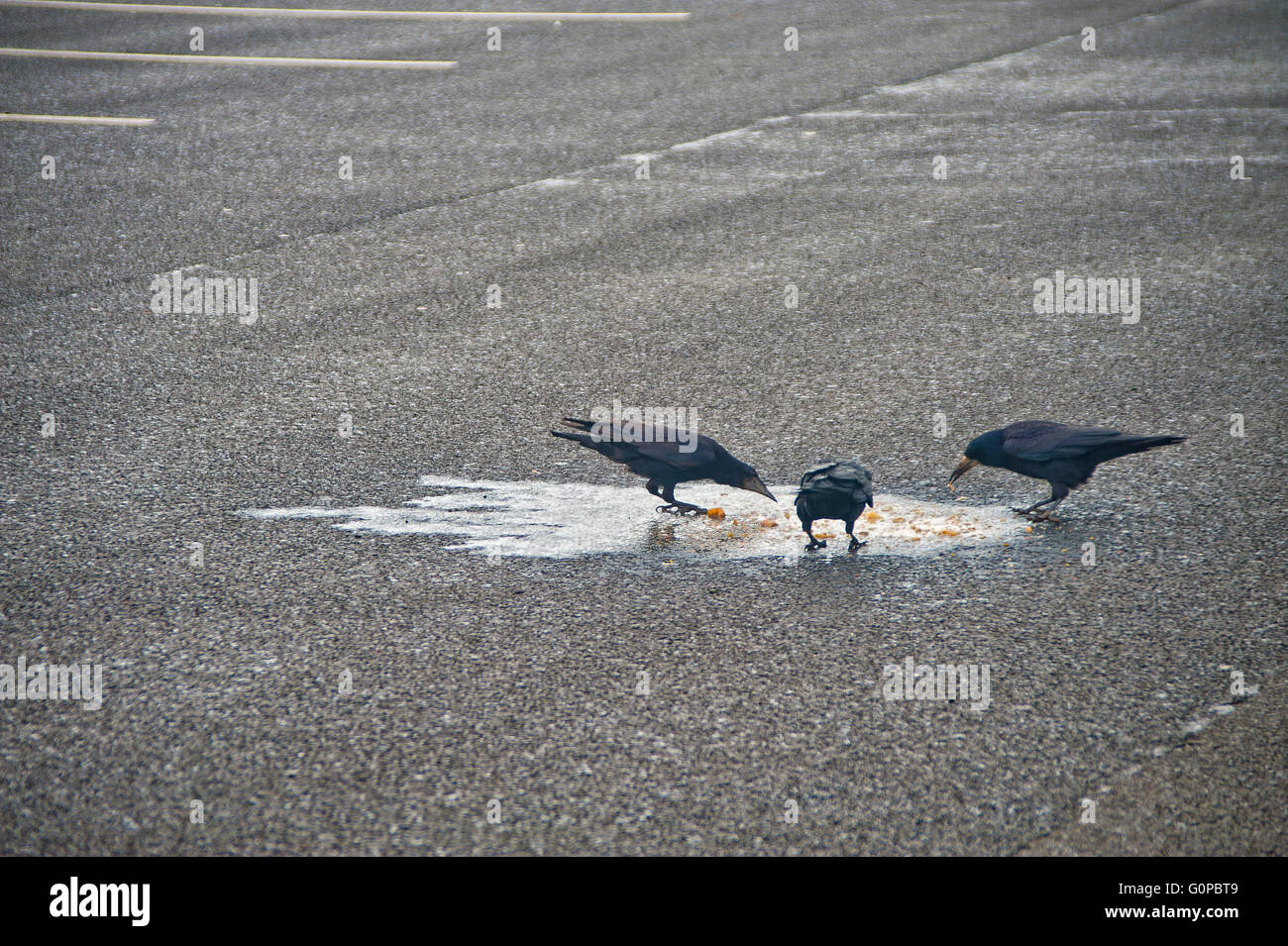 crows eating fresh vomit in service station car park, Corvids, crows, birds, sick, vomit, black, puke, Stock Photo