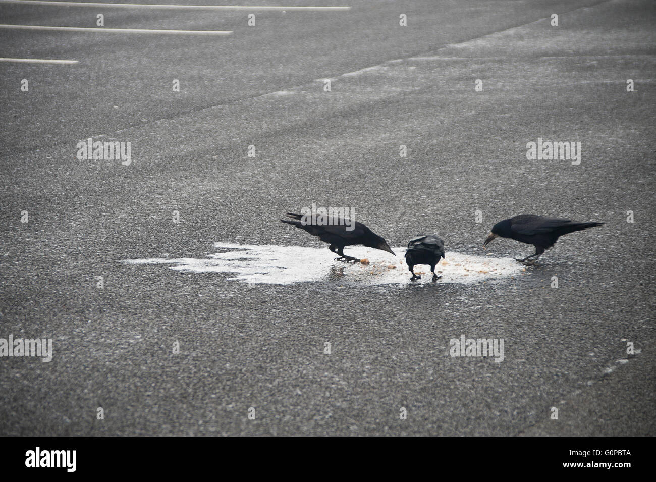 crows eating fresh vomit in service station car park, Corvids, crows, birds, sick, vomit, black, puke, Stock Photo