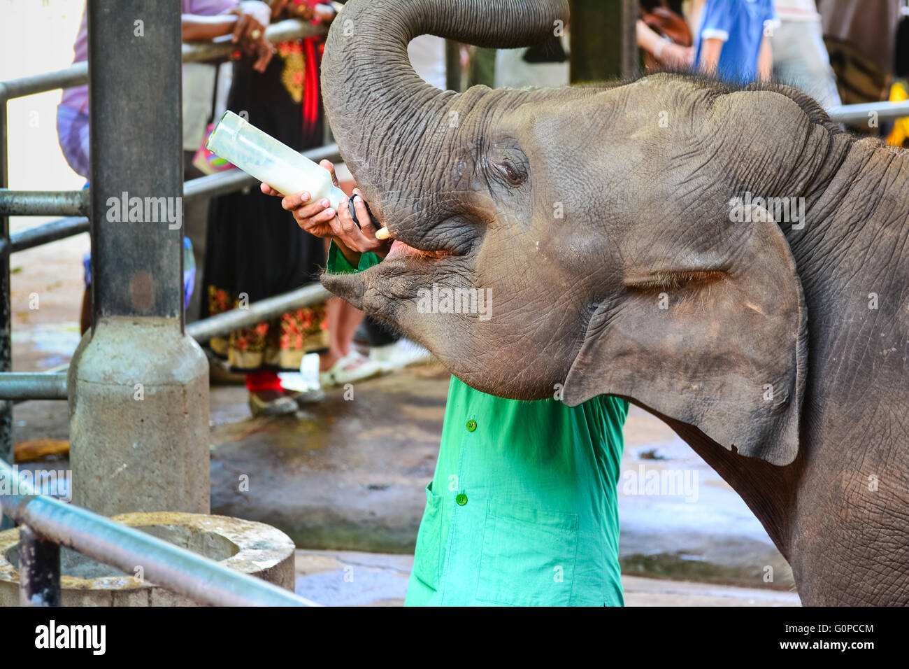 Orphaned Baby Elephant Being Feed With Milk At Pinnawala Elephant