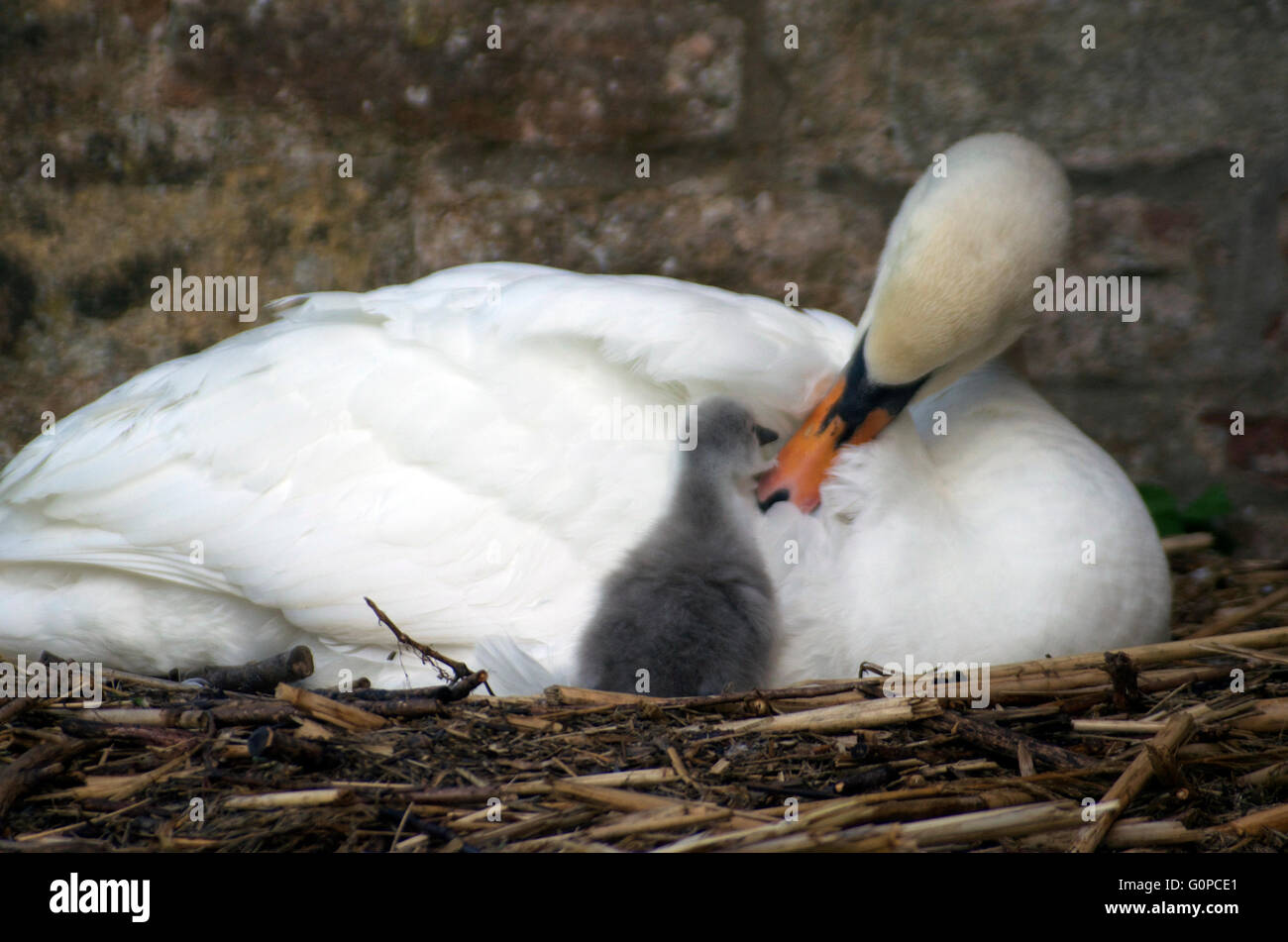 Swan at The Bishop's Palace, Wells, Somerset, with newborn cygnets Stock Photo