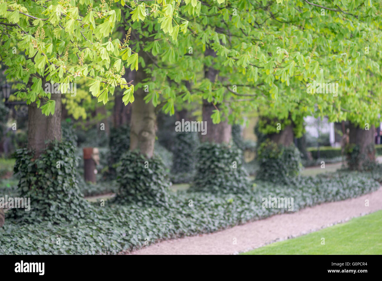 Row of old horse chestnut trees hi-res stock photography and images - Alamy