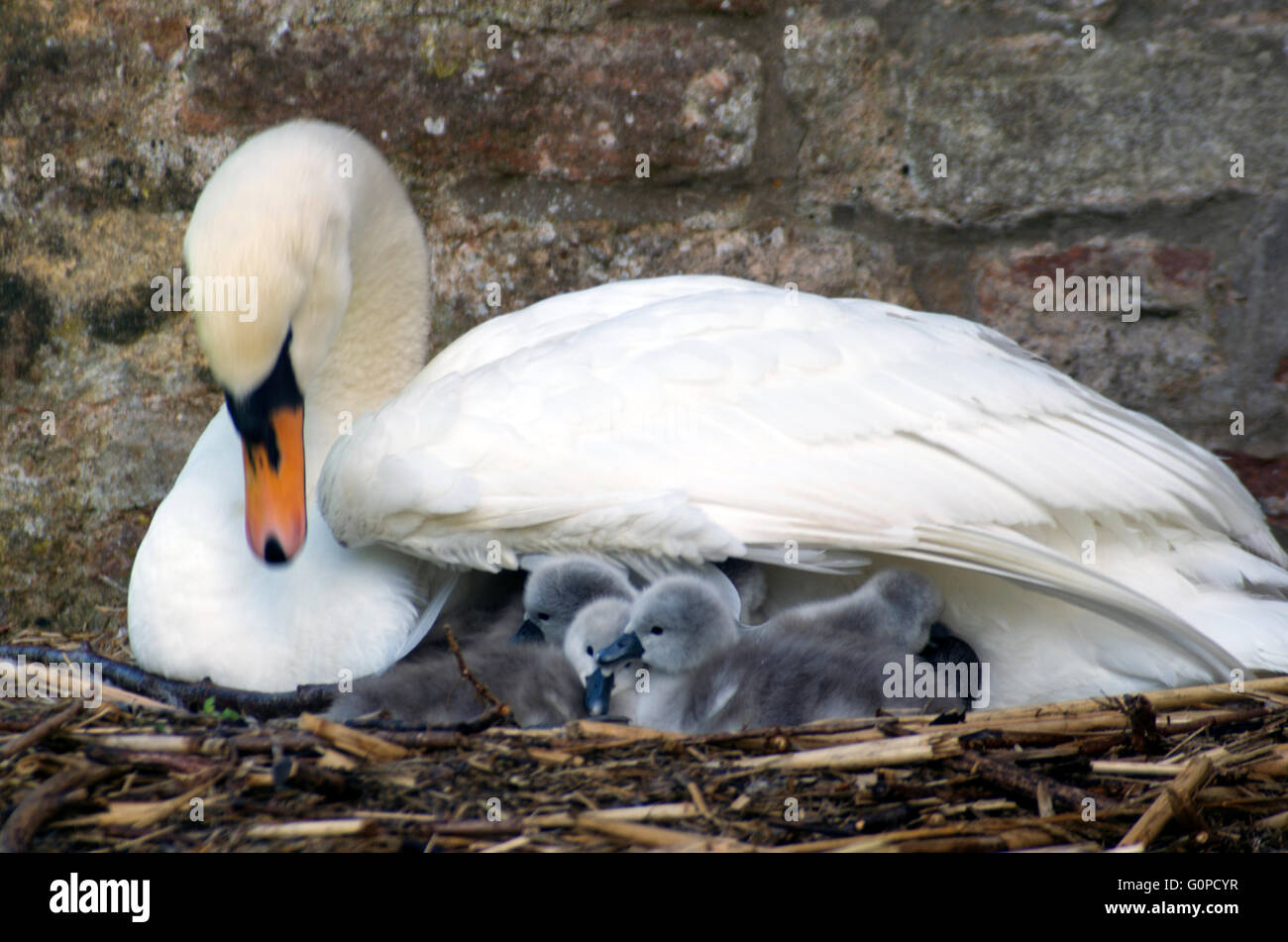 Swan and Cygnets at The Bishop's Palace in Wells, Somerset Stock Photo