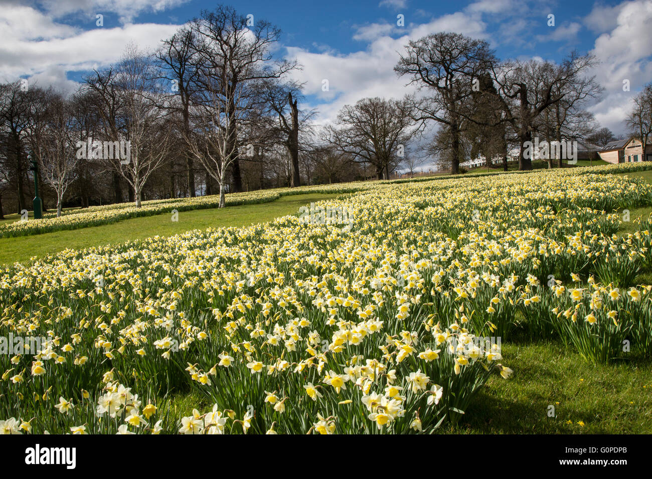 Daffodils at Wynyard Park, Billingham, Cleveland Stock Photo Alamy