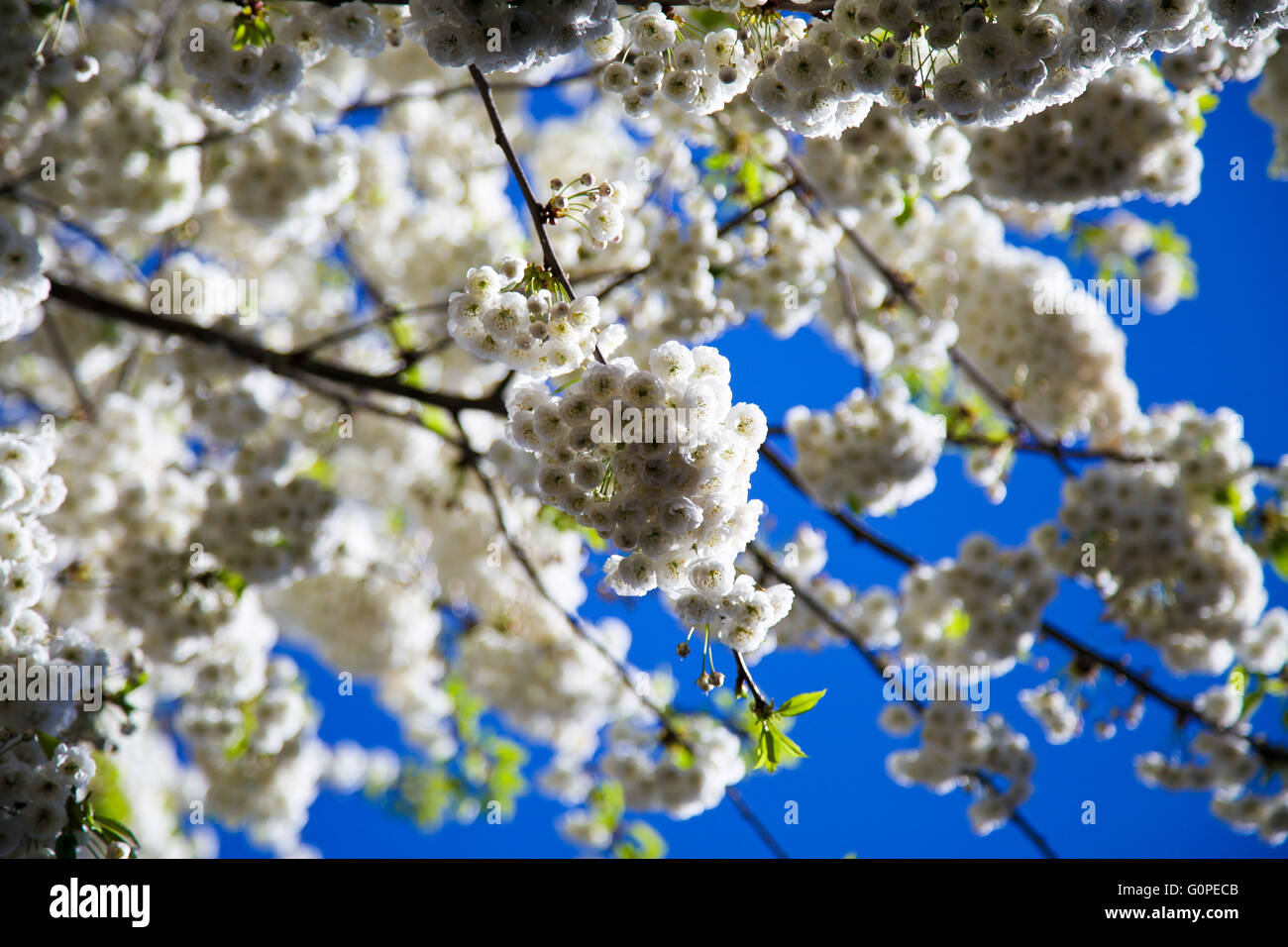 London Weather Forecast Stock Photos & London Weather Forecast Stock
