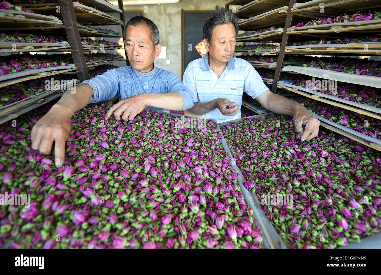 Bozhou, China's Anhui Province. 3rd May, 2016. Farmers air rosebuds in Wuzhai Village of Shuanggou Township in Bozhou City, east China's Anhui Province, May 3, 2016. rose field here is able to reach 130 kilograms with profit at 3,000 yuan (461.7 US dollars). © Liu Qinli/Xinhua/Alamy Live News Stock Photo