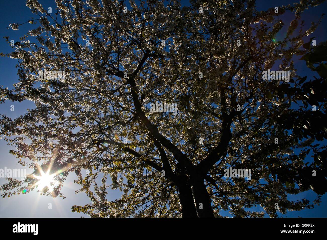 Cherry trees blossom sunrays hi-res stock photography and images - Alamy