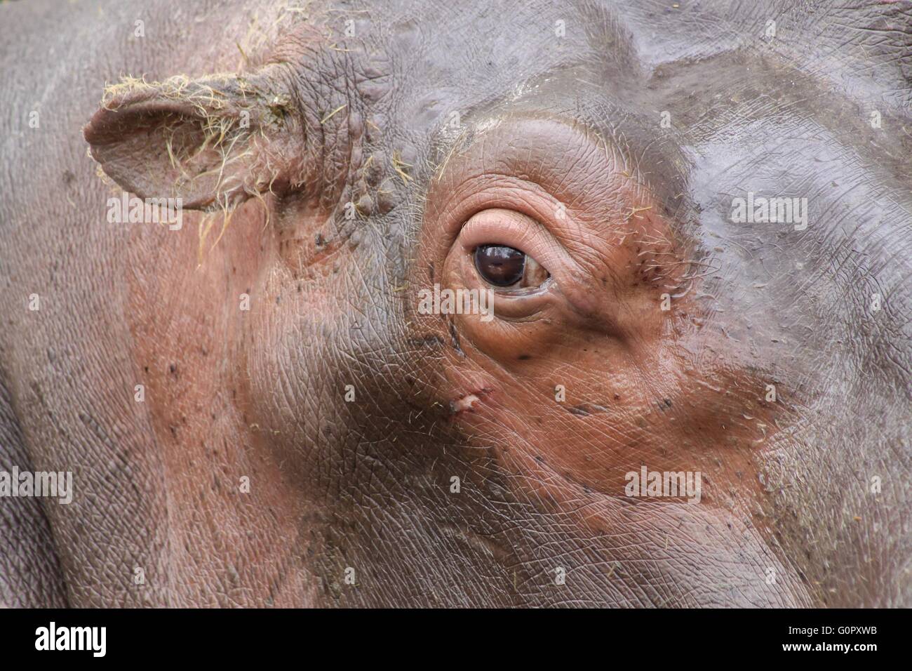 Portrait and close up of hippopotamus Stock Photo