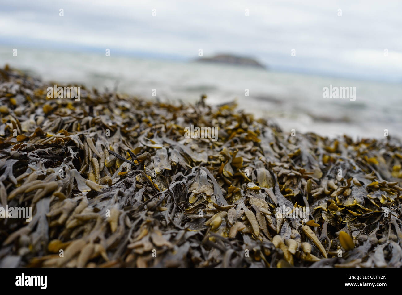 Bladderwrack seaweed on a beach in Scotland Stock Photo Alamy