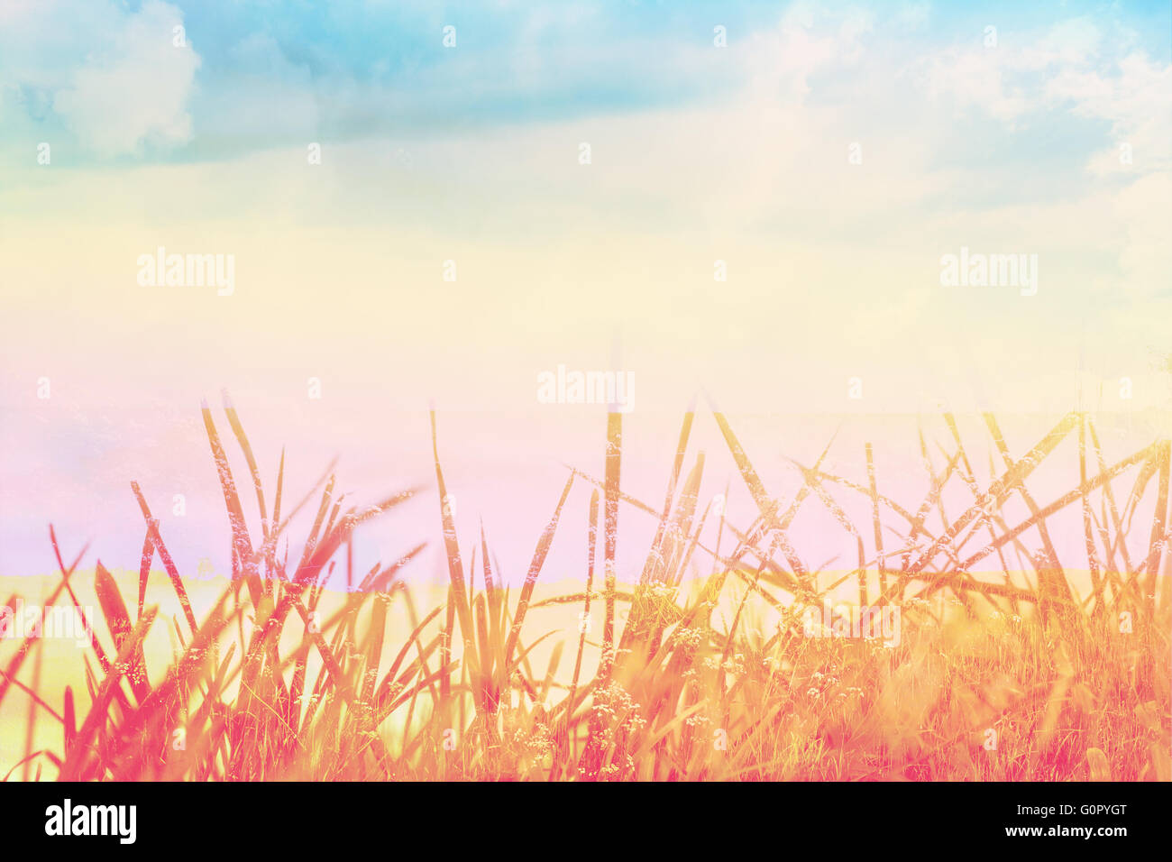 Beautiful background with green grass close up Stock Photo - Alamy