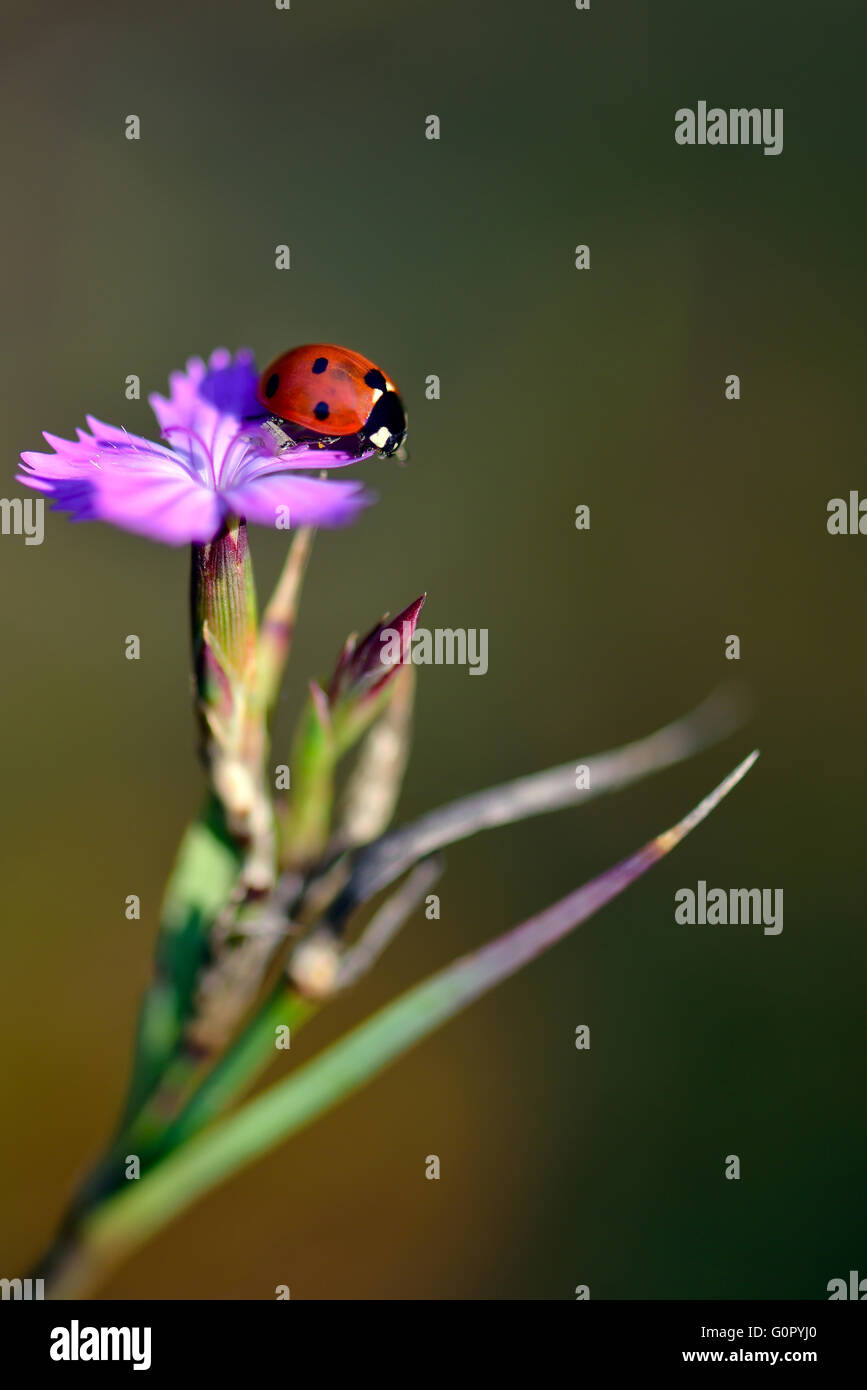 Ladybug on a purple flower Stock Photo