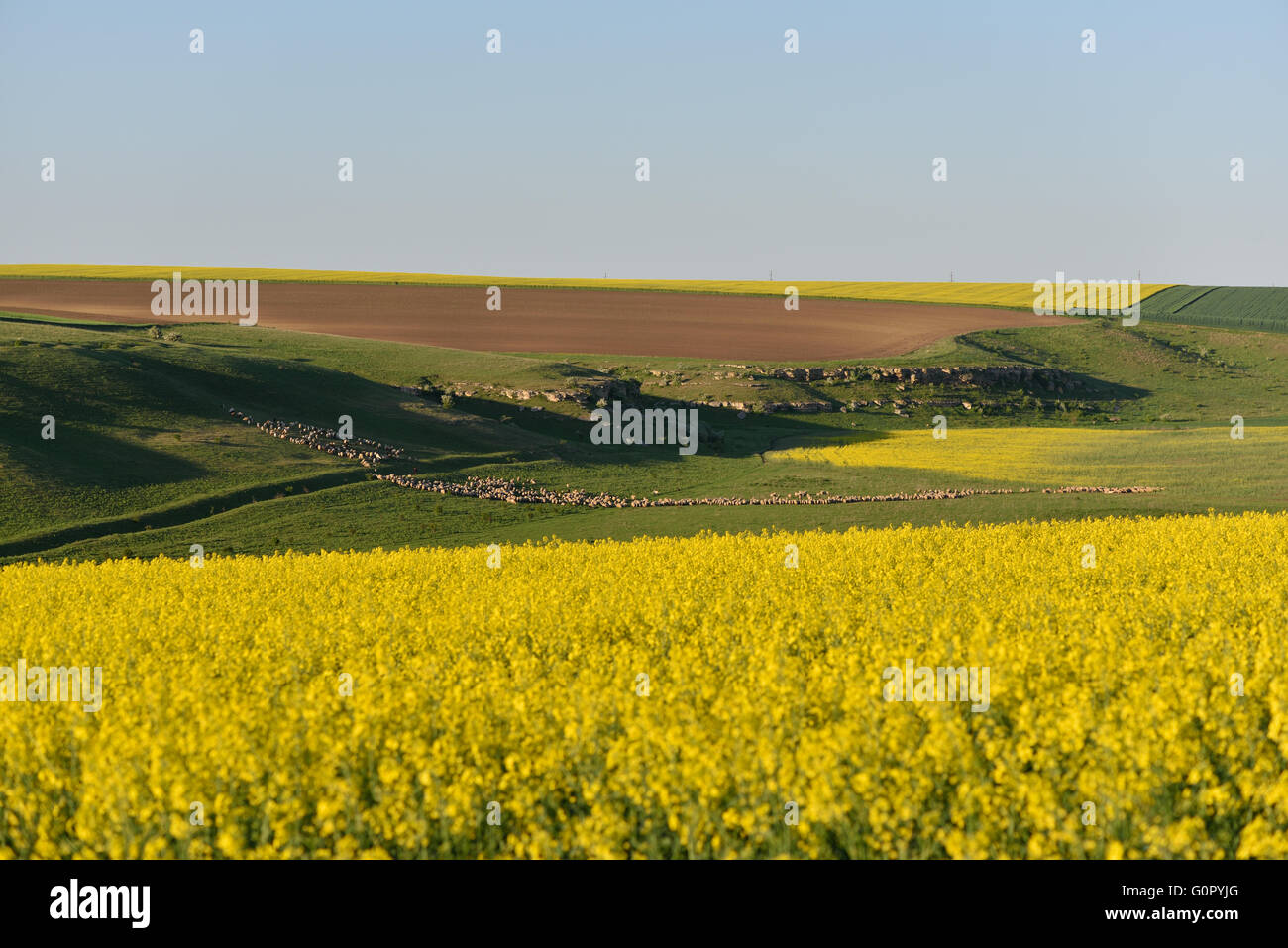 Flock of sheep on a hill between rape field and clear blue sky Stock ...