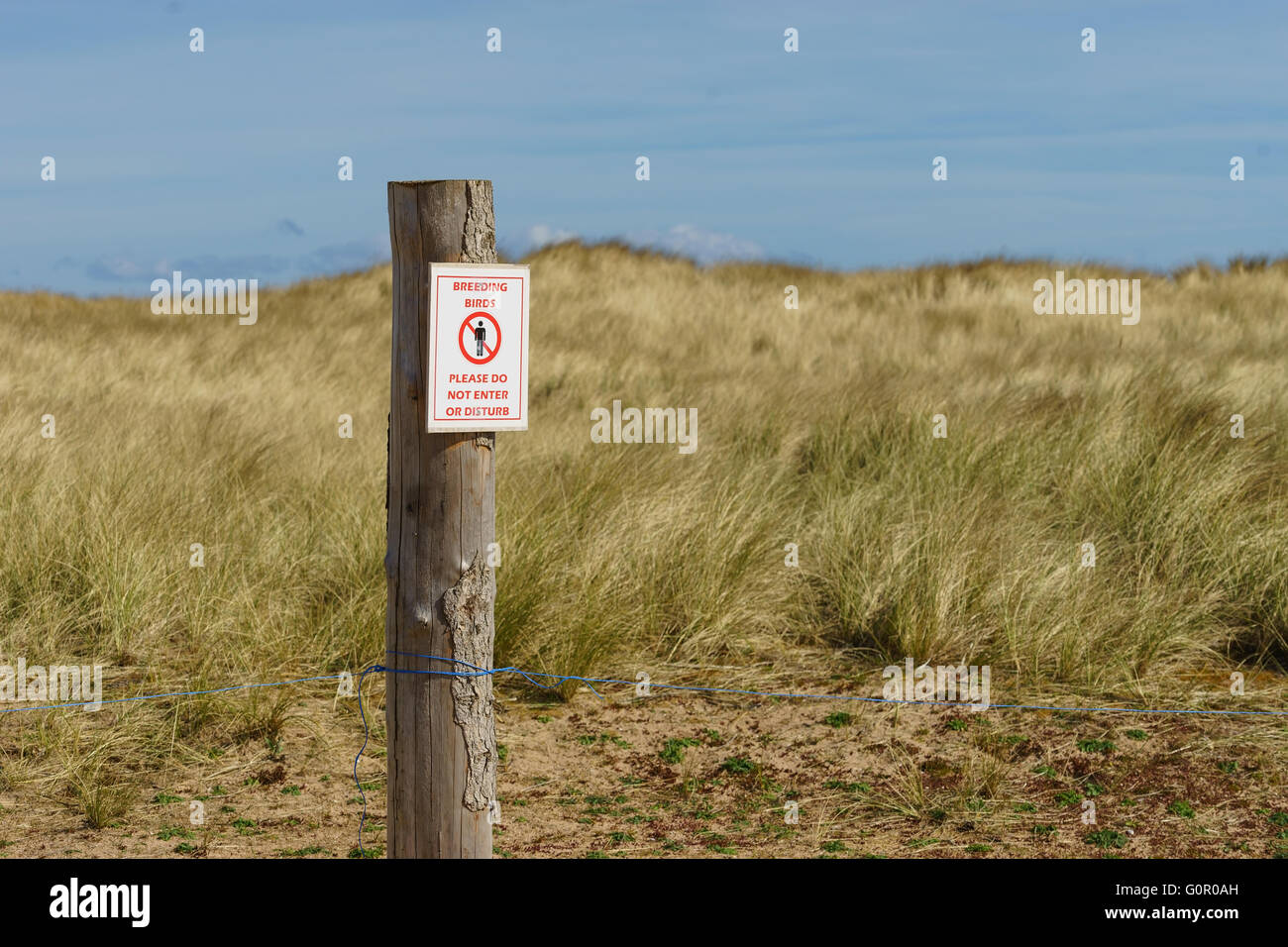 Signs marking the tern (bird) nesting area on the beach at John Muir Country Park, in Scotland. Stock Photo