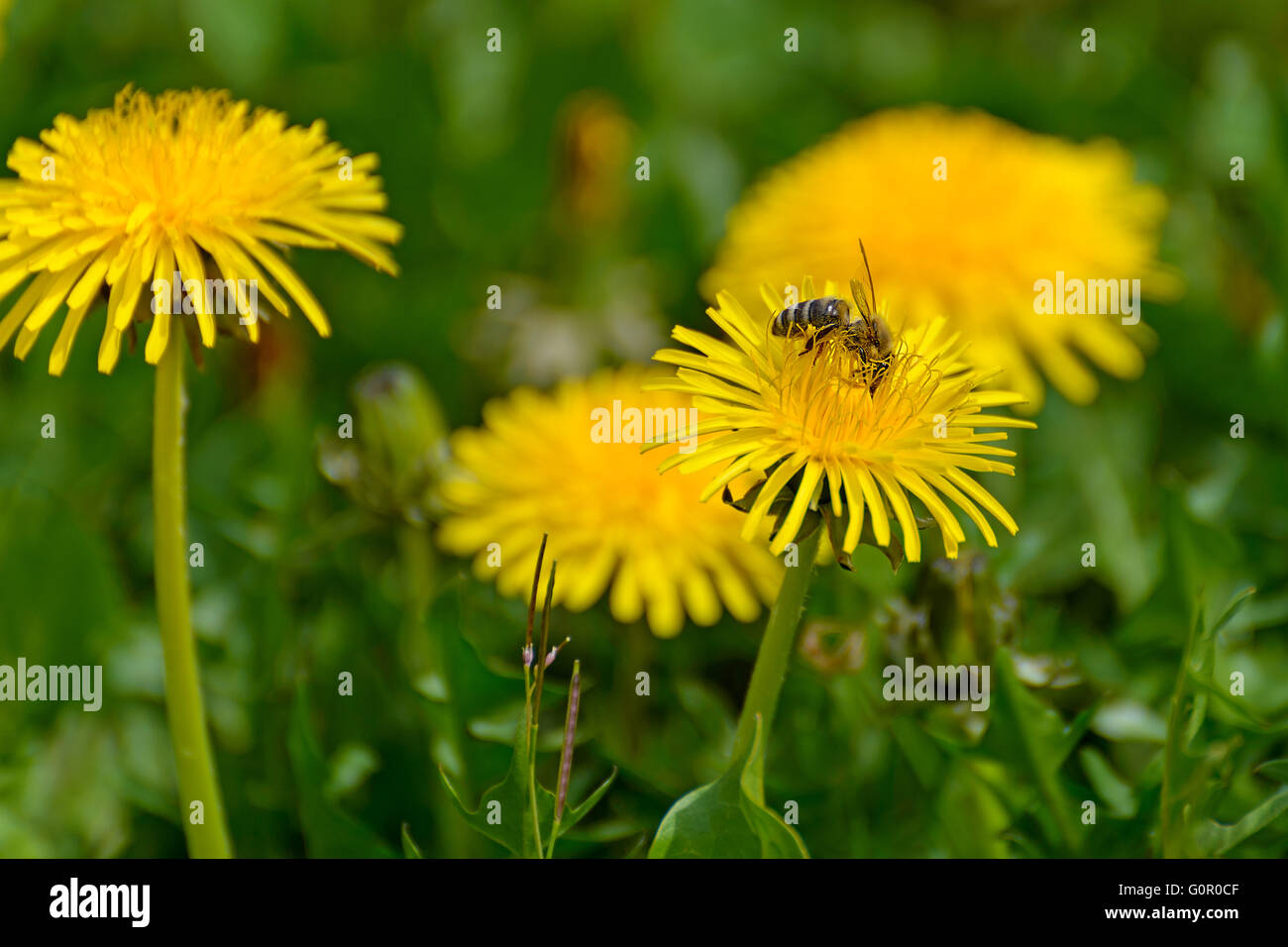 A bee gathers nectar from a dandelion flower Stock Photo