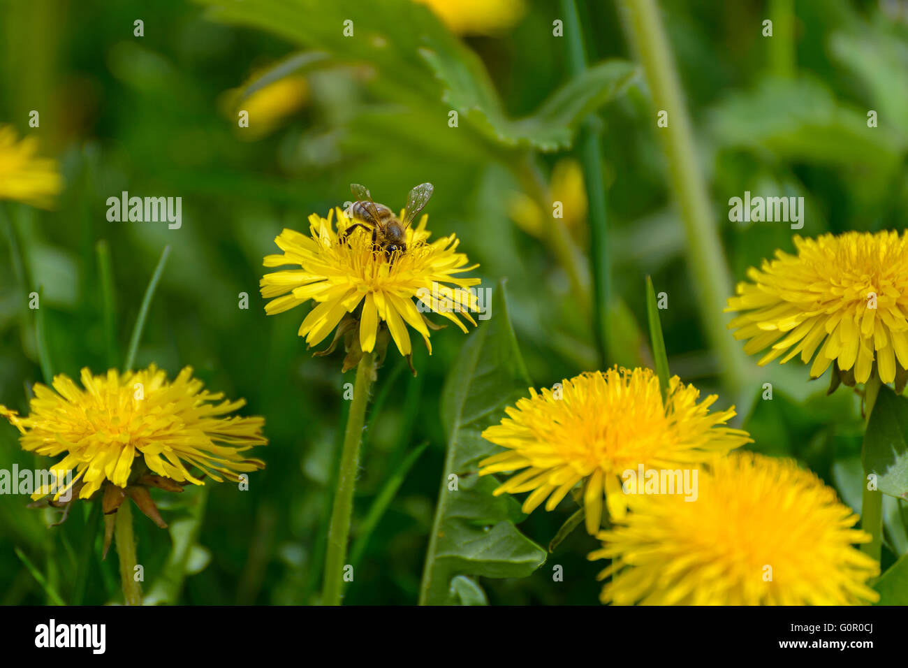 A bee gathers nectar from a dandelion flower Stock Photo