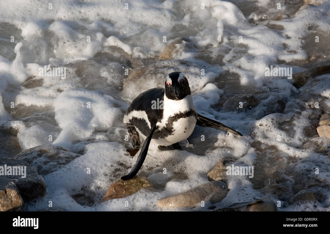 African penguin getting out of the sea at Betty's Bay in the Western Cape South Africa Stock Photo