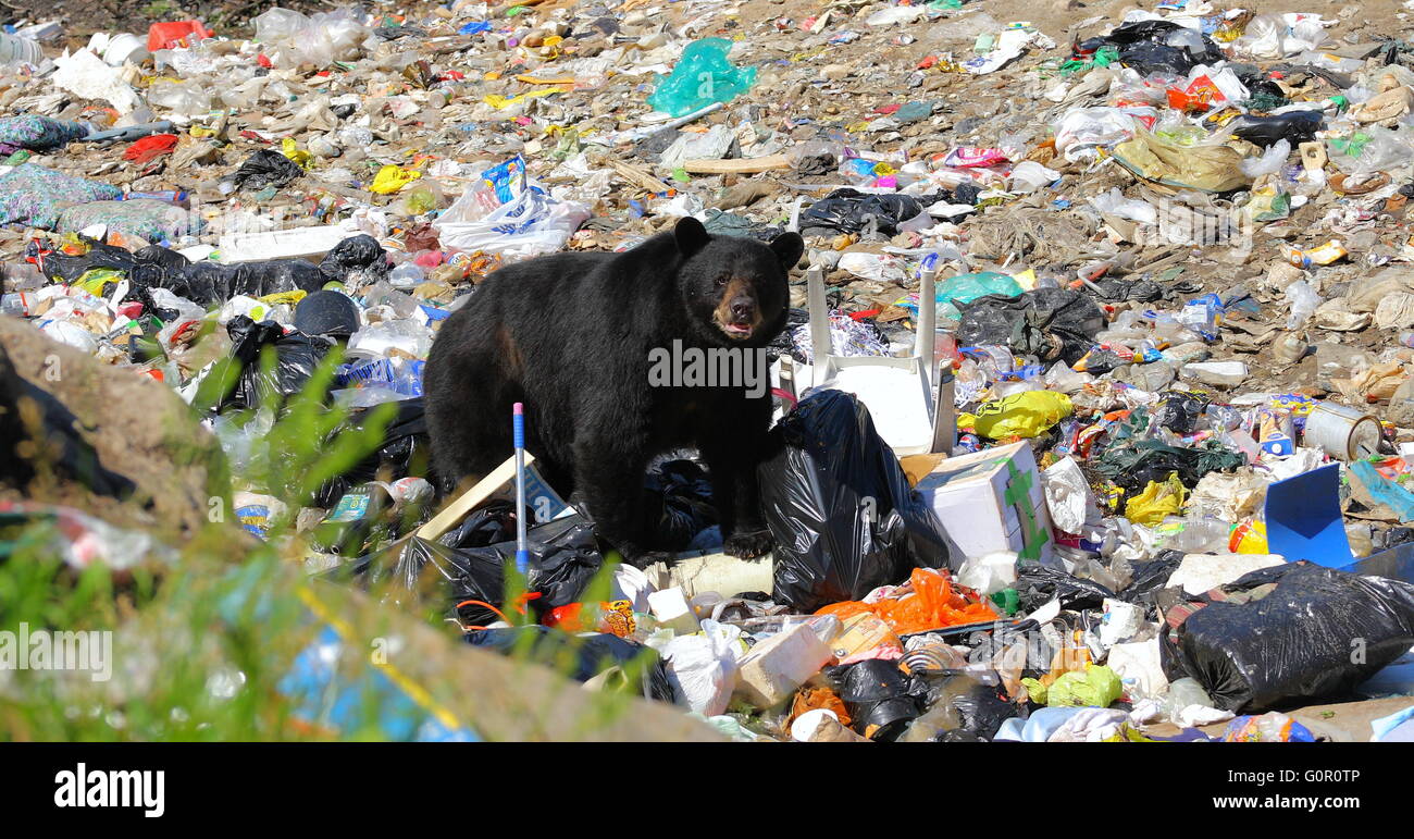 Bear and garbage Stock Photo