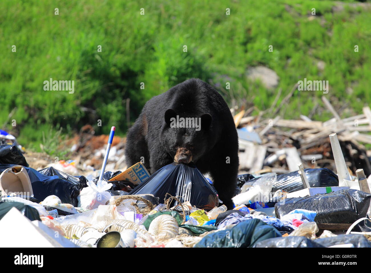 Bear and garbage Stock Photo