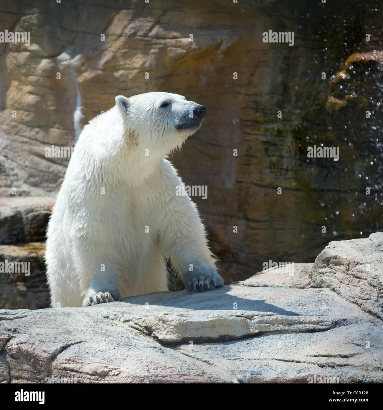 One polar bear hi-res stock photography and images - Alamy