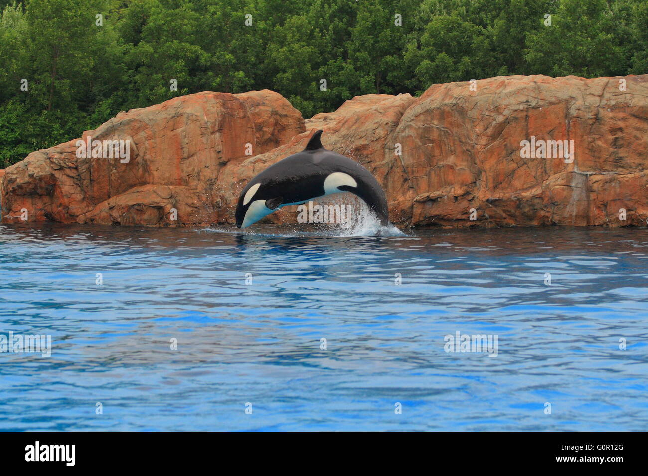 Tumbler: Jumping Orca
