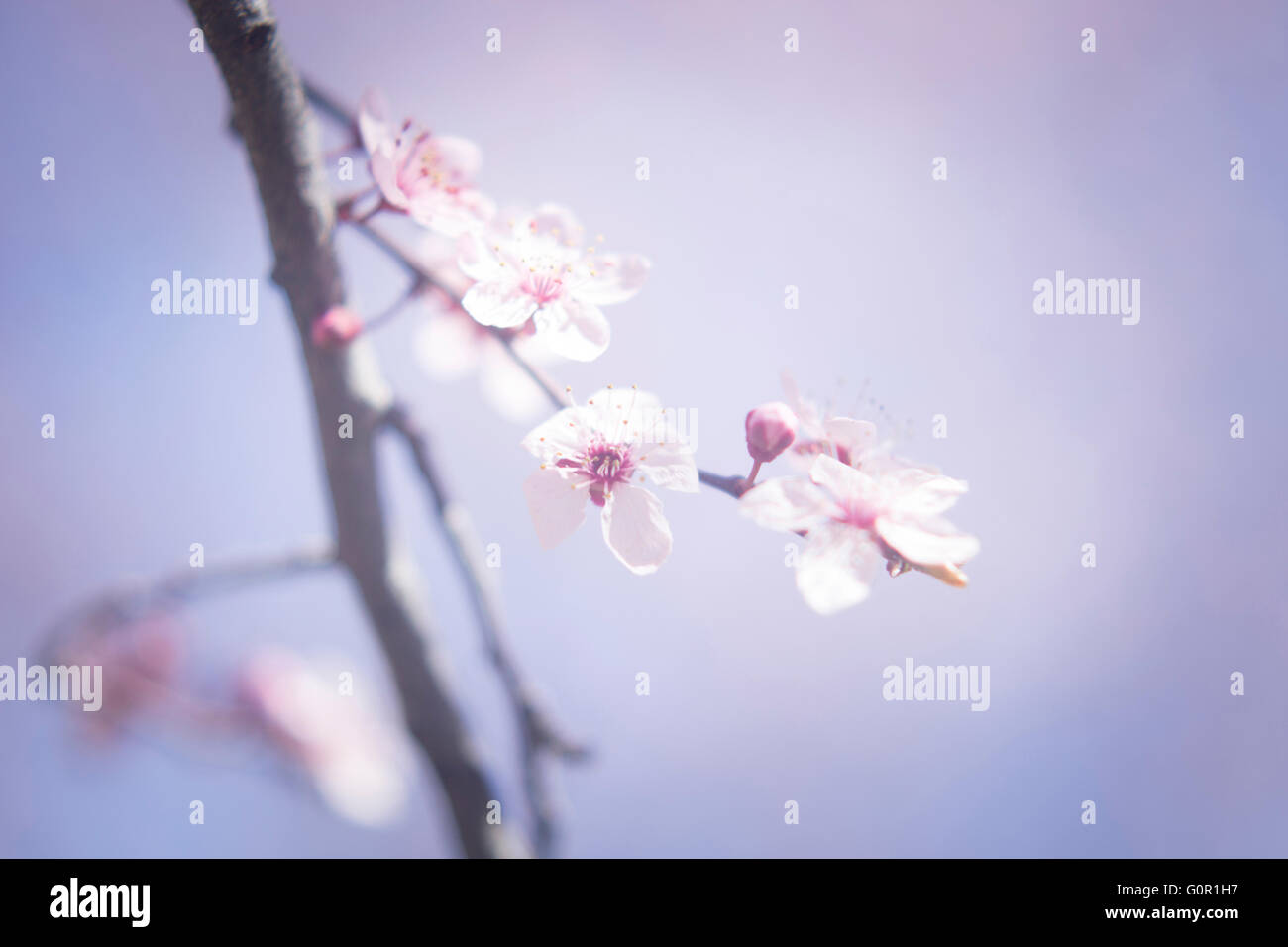 Cherry blossom in spring on tree branch in Japan color photo Stock ...