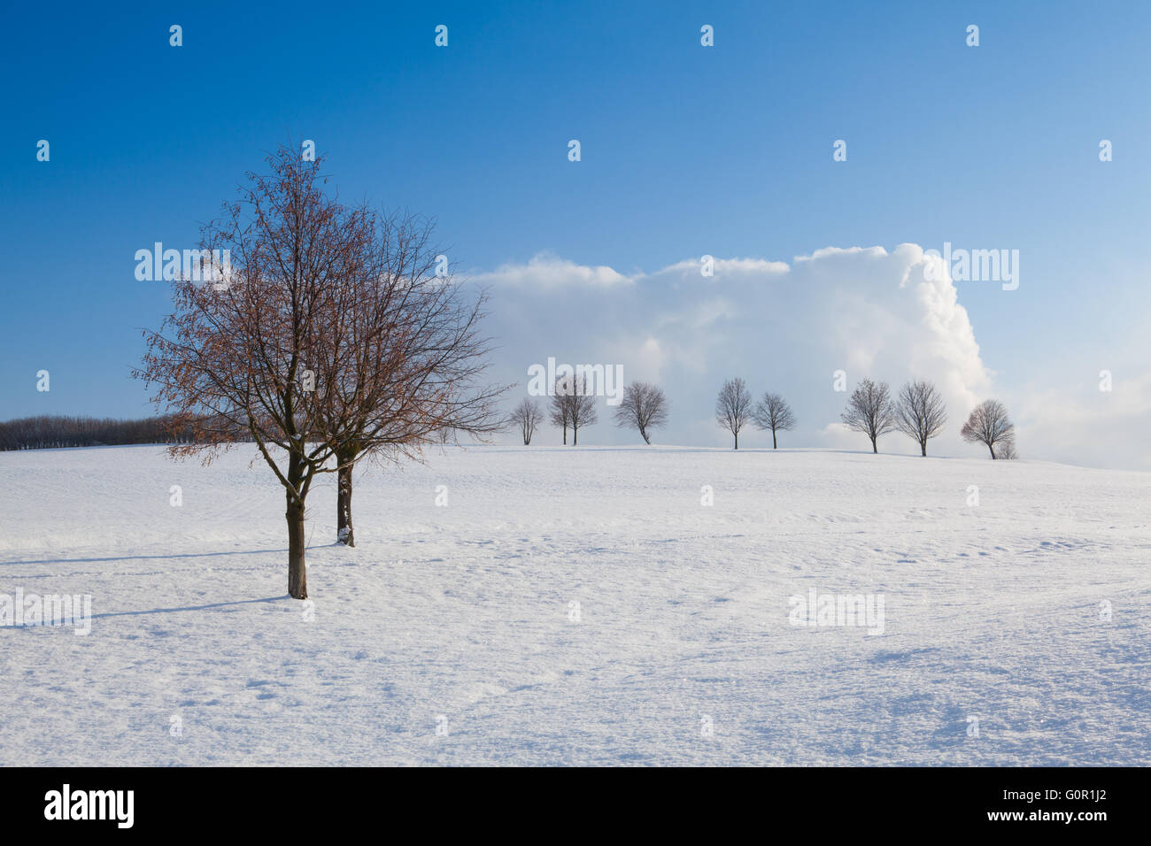 Lonely trees in a winter landscape under blue sky Stock Photo - Alamy