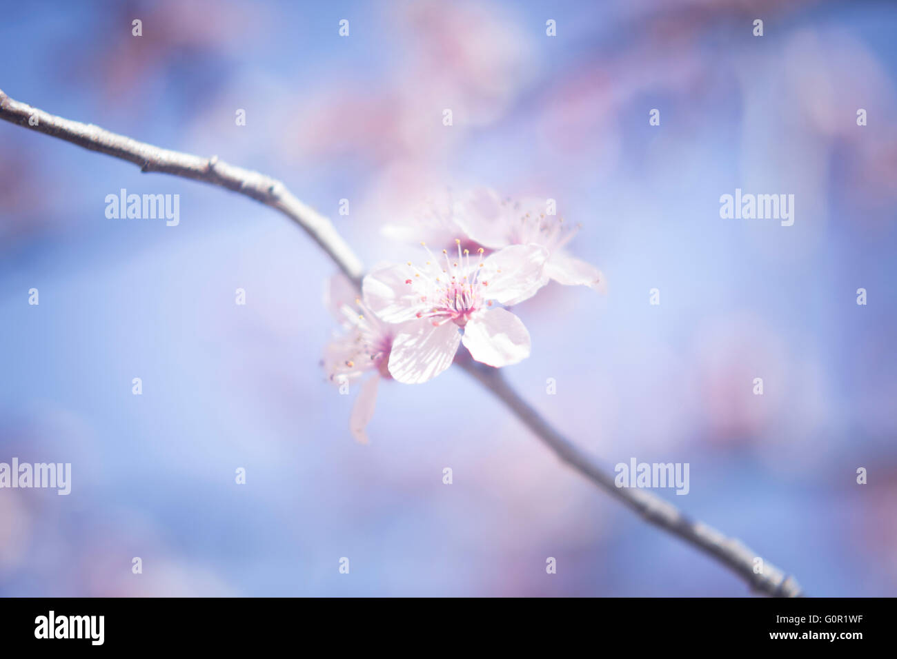 Cherry blossom in spring on tree branch in Japan color photo Stock ...