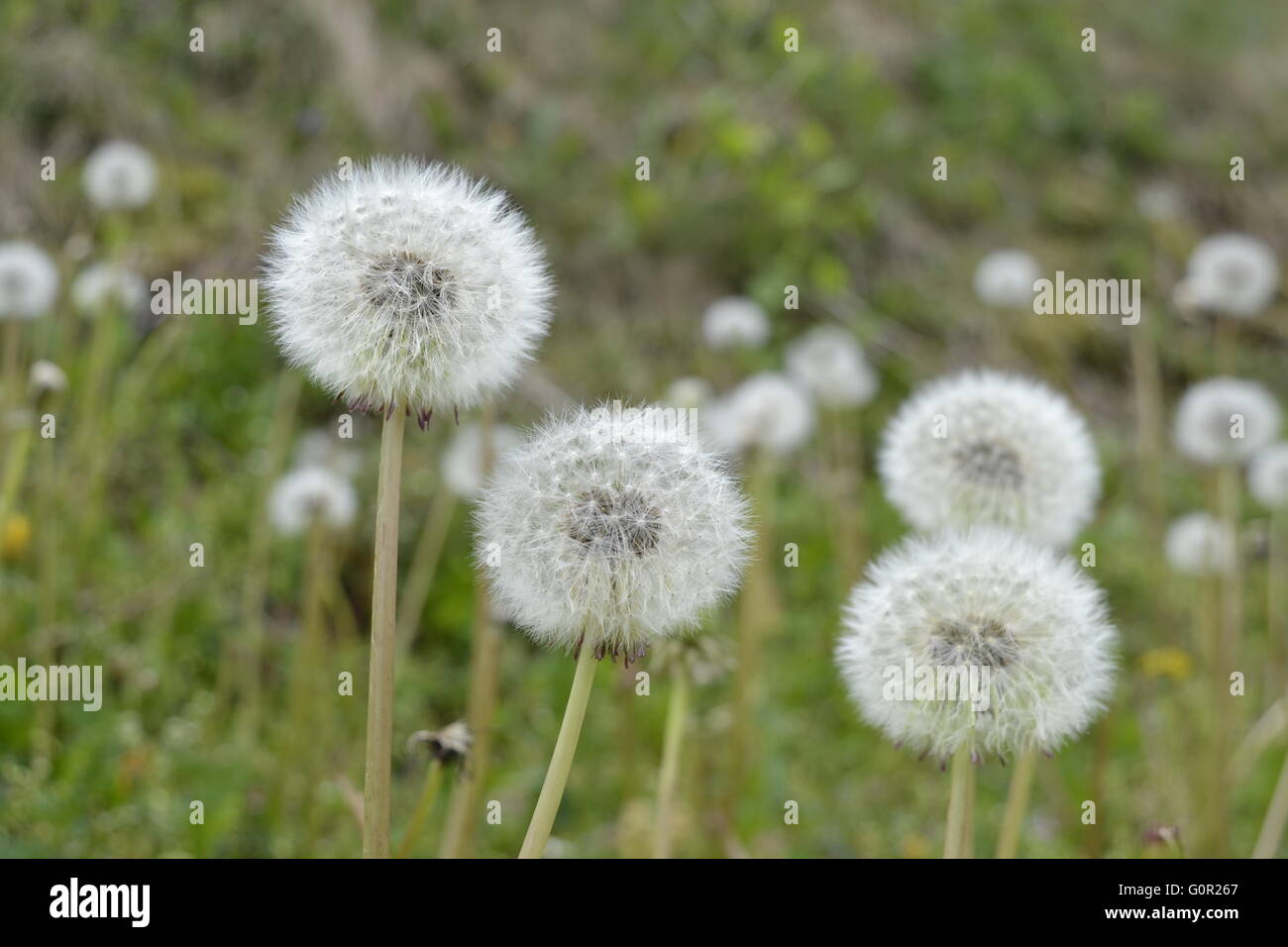 Dandelion Field Stock Photo