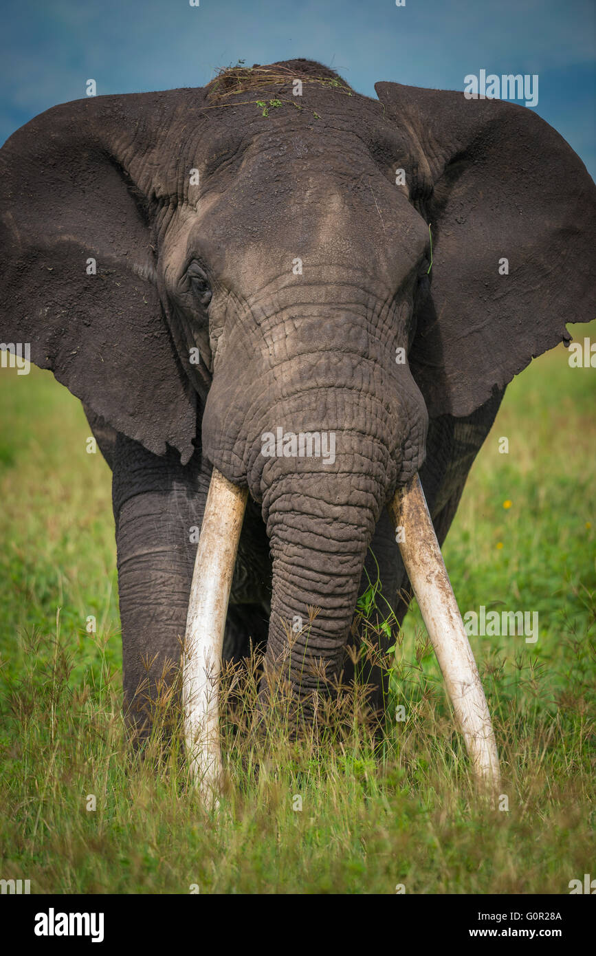 A wild African male Elephant grazing in grass in the Ngorongoro Crater, Tanzania, East Africa Stock Photo