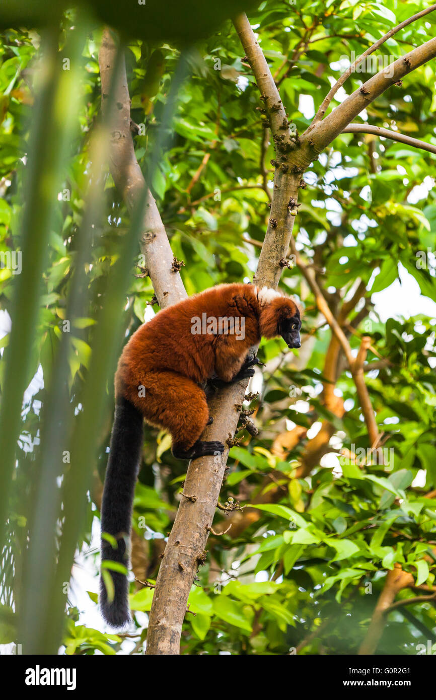Red ruffed lemur in the tree. It is native to Madagascar and occurs only in the rainforests of Masoala, in the northeast of the Stock Photo