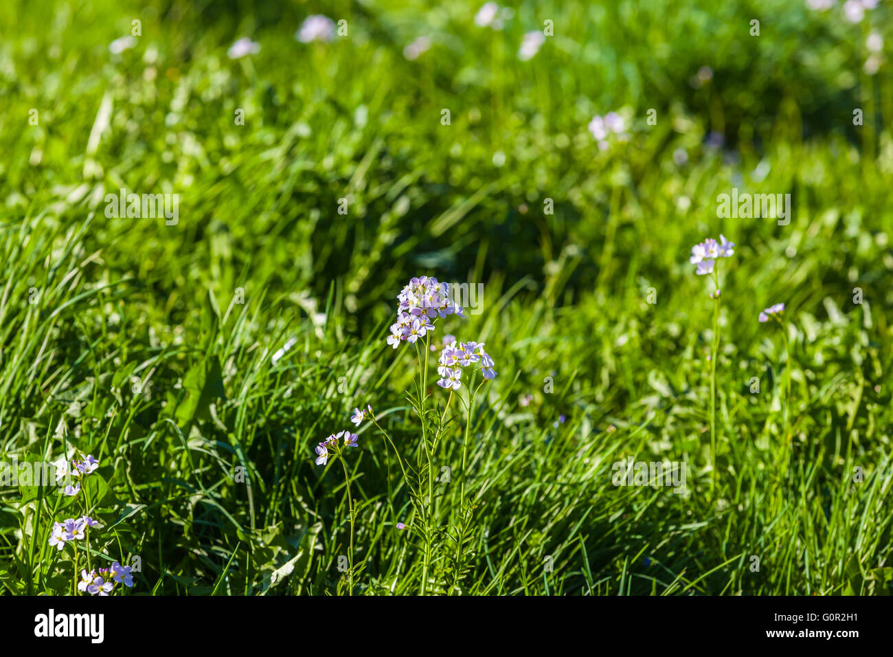 Blue-eyed grasses with green grass in background, copy space available. Stock Photo