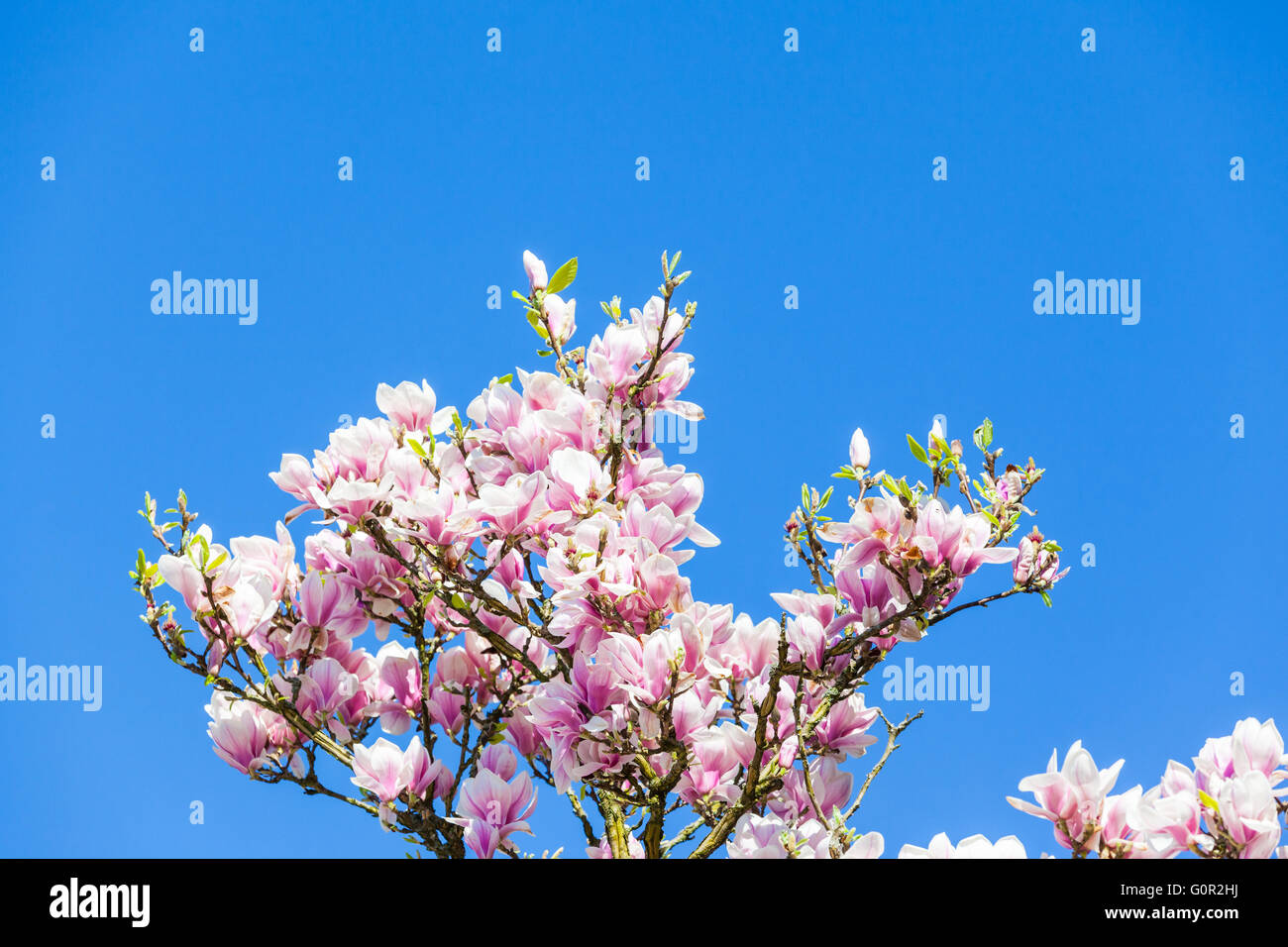 Branch of magnolia flowers blossoming in sunshine with blue sky in ...
