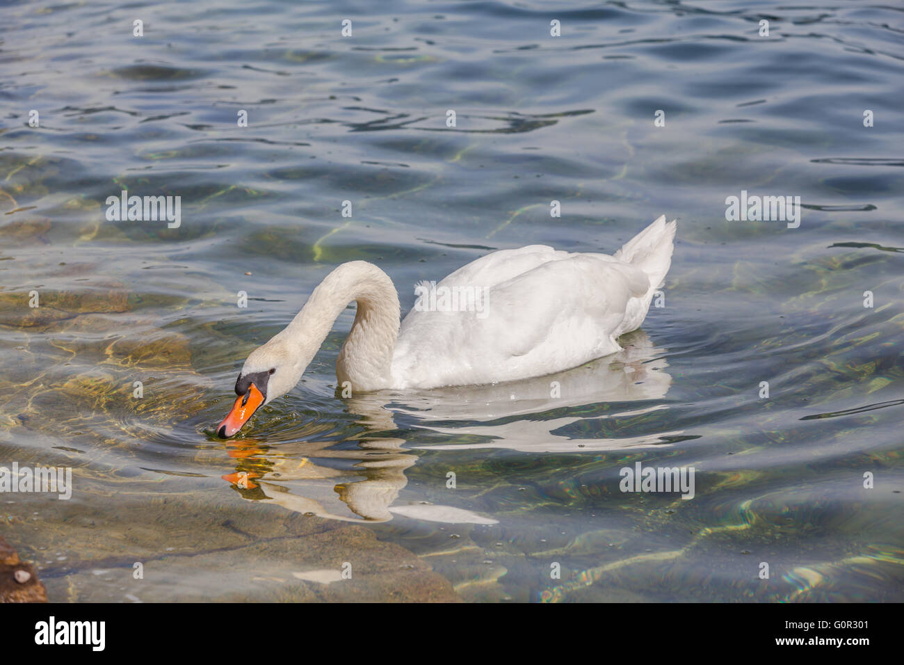 Close up view of a white swan drinking water in a lake. Stock Photo