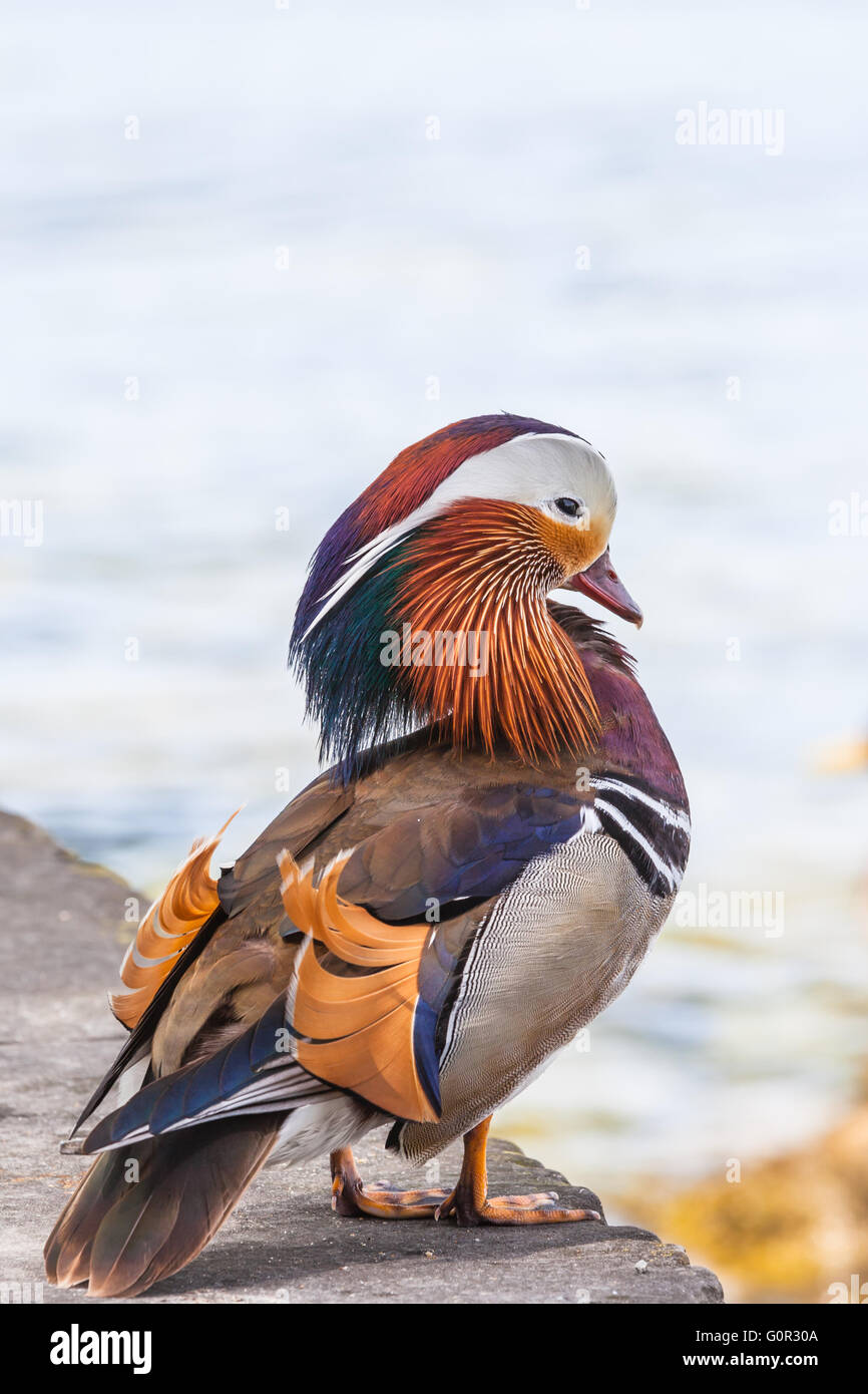 Close up view of a male Mandarin duck standing near the water Stock ...