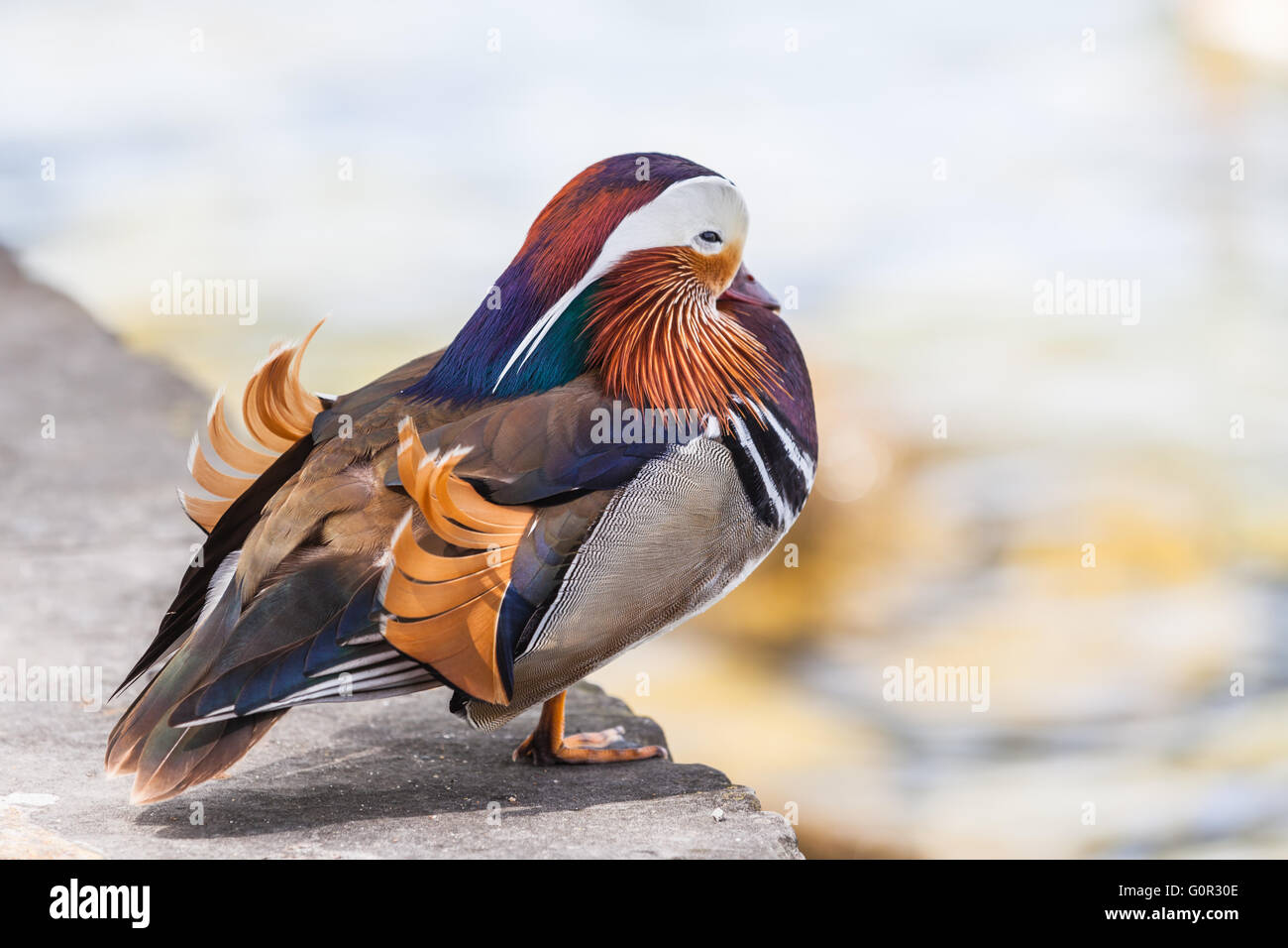 Close up view of a male Mandarin duck standing near the water Stock ...