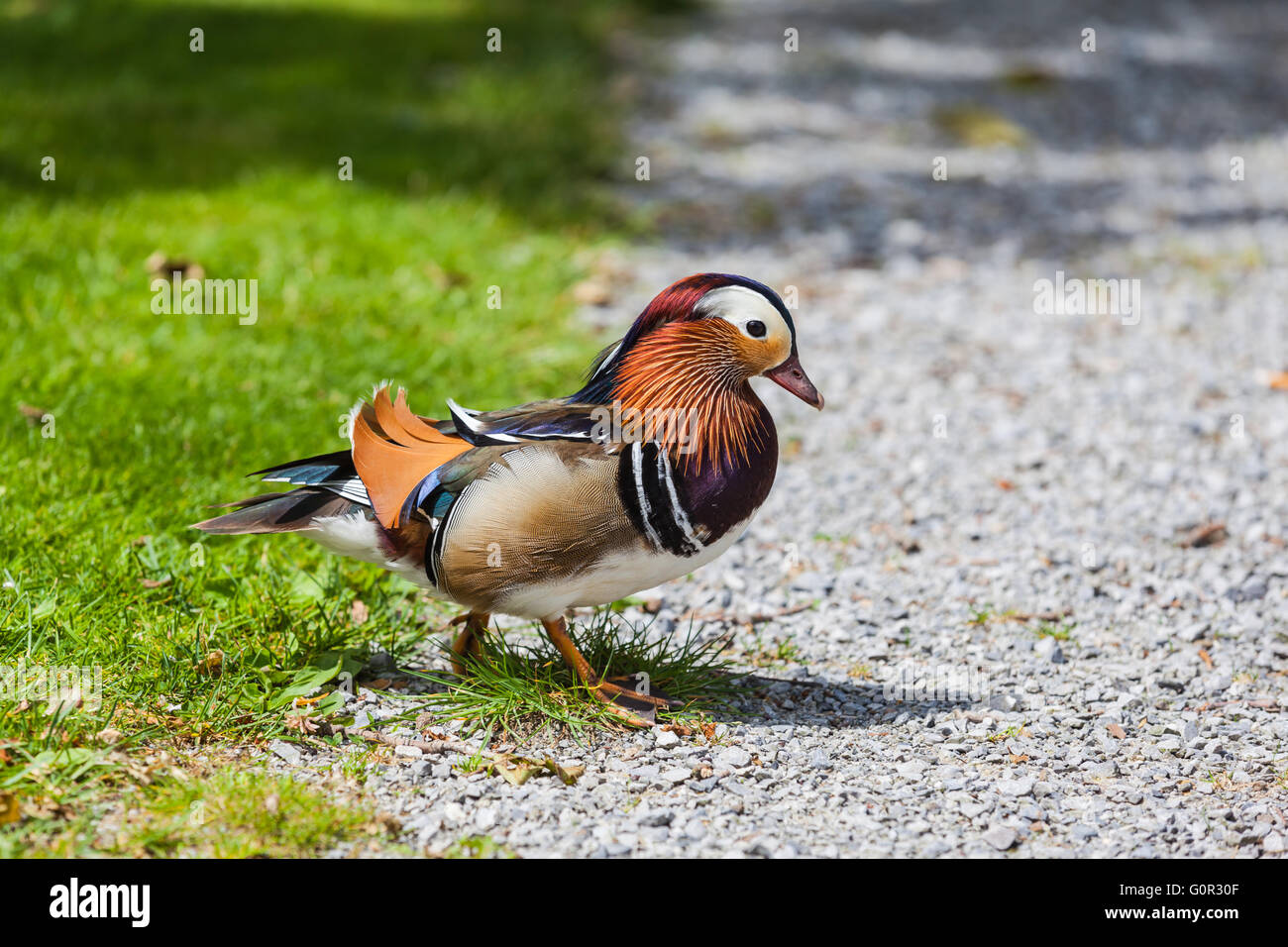 Close up view of a male Mandarin duck walking on the ground Stock Photo ...