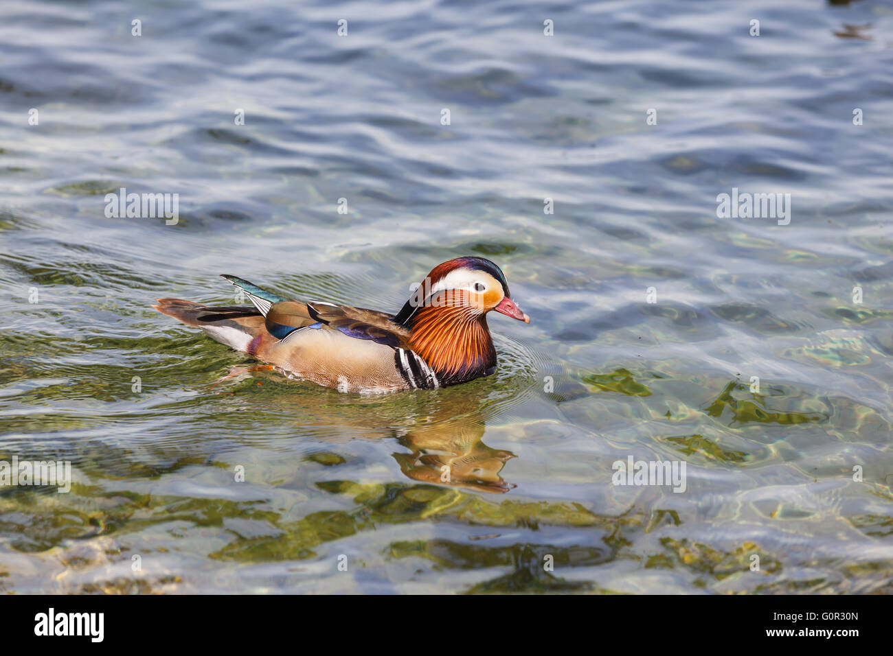 Close up view of a male Mandarin duck floating in water. Stock Photo