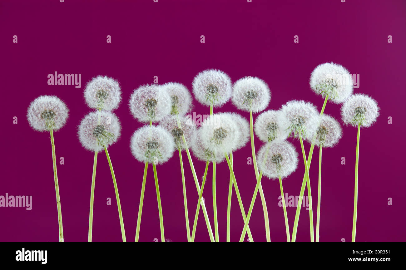 dandelion flower on purple color background, many closeup object Stock