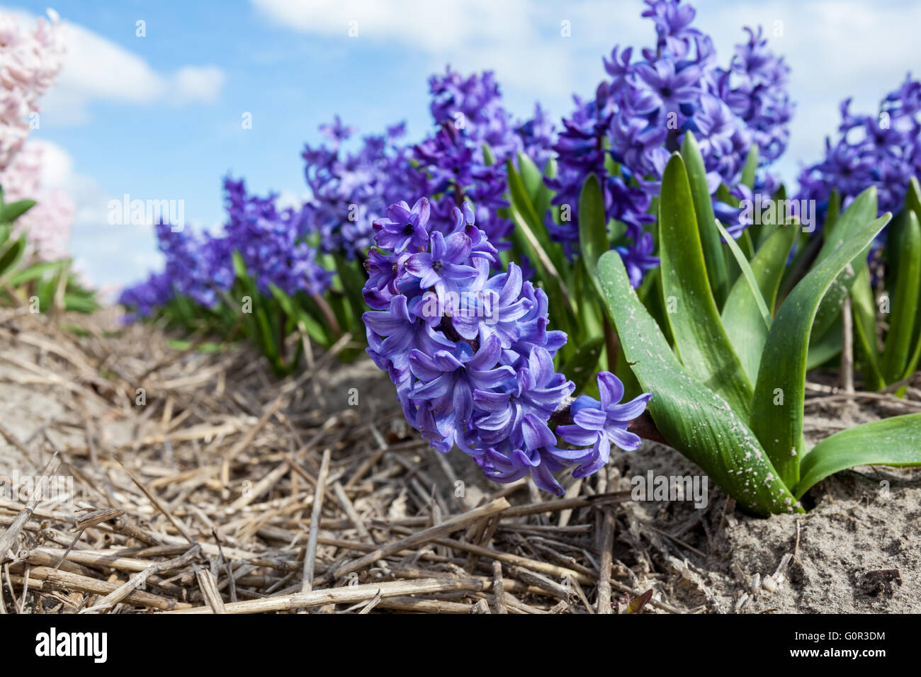 these fields with hyacinths in Amsterdam Stock Photo - Alamy