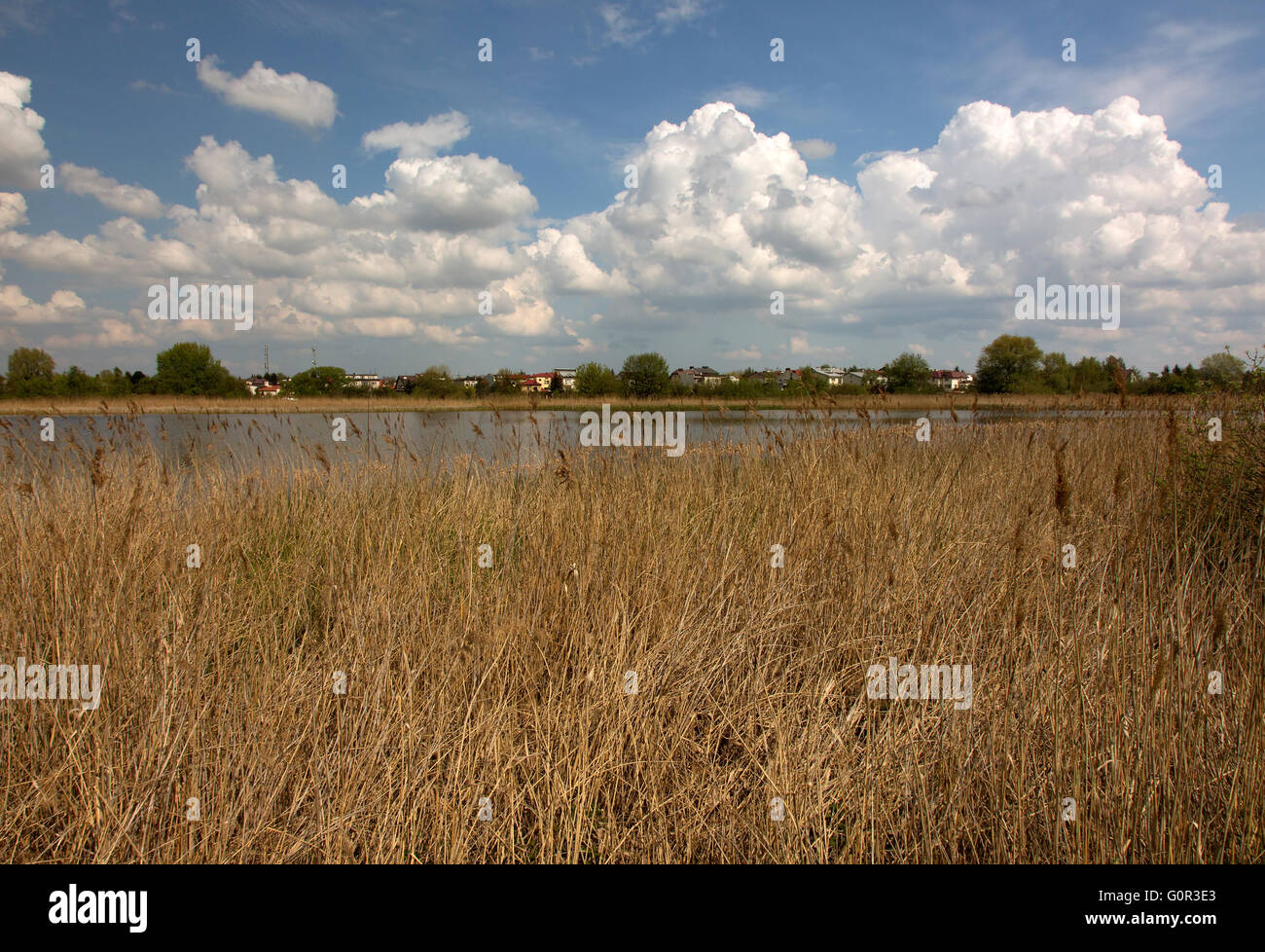 Landscape with dry reeds, pond, blue sky with white clouds and ...