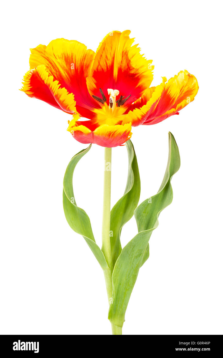 Late spring flowering parrot tulip isolated on white background. Fresh cut flower with  stem and leaves. Stock Photo