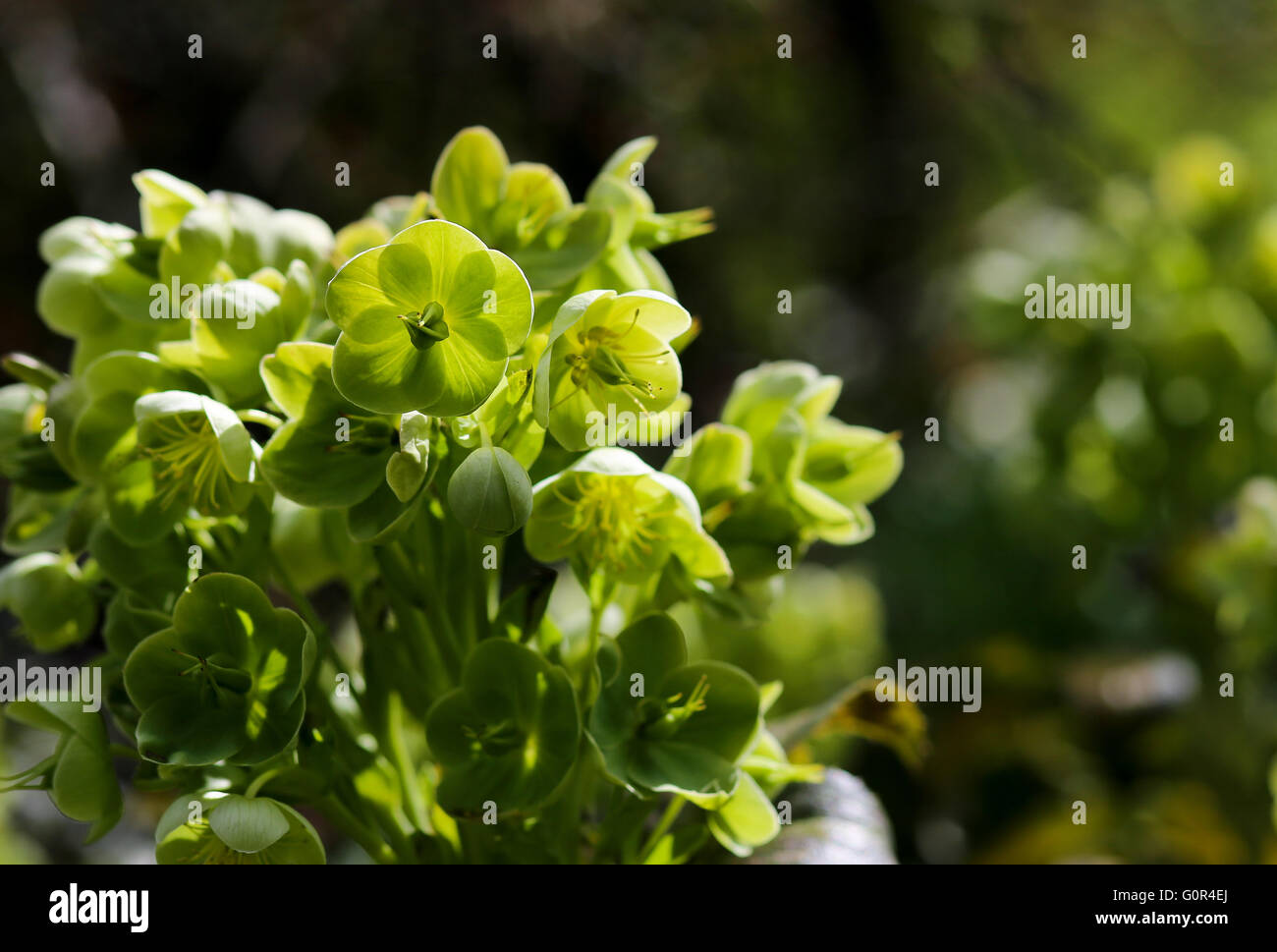 Green Hellebore Helleborus Argutifolius Flower Heads, blooming on blurred green background Stock Photo