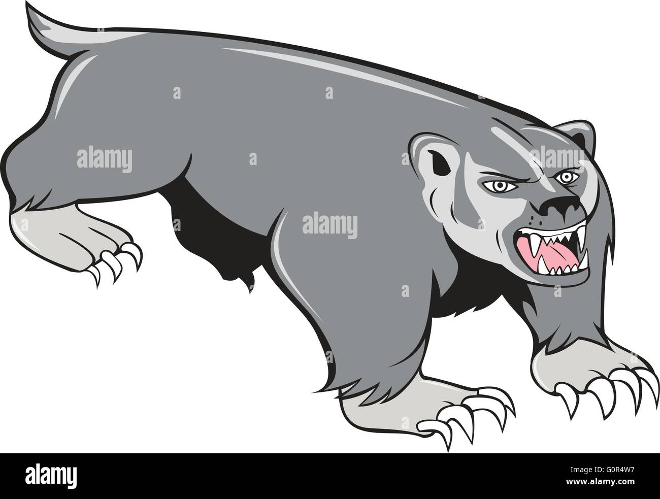 Illustration of a badger pouncing viewed from front set on isolated white background done in cartoon style. Stock Vector