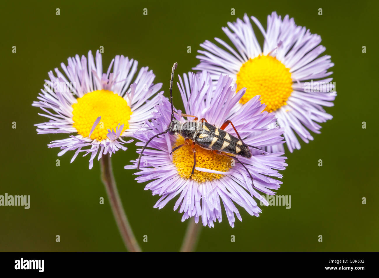 An adult Zebra Longhorn (Typocerus zebra) beetle perches on a violet fleabane flower in search of nectar. Stock Photo