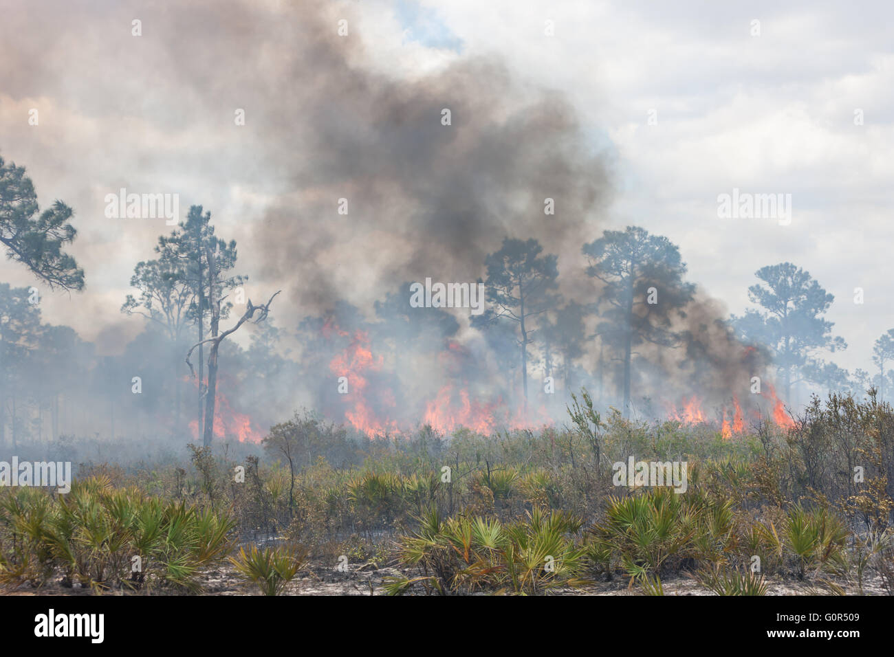 A prescribed fire burns in the pine flatwoods of Highlands Hammock State Park in Sebring, Florida. Stock Photo