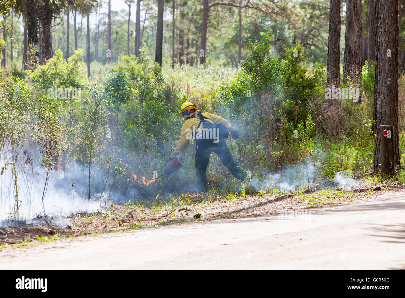A Florida Park Service staff member uses a drip torch to execute a prescribed burn in Highlands Hammock State Park in Sebring, Florida. Stock Photo