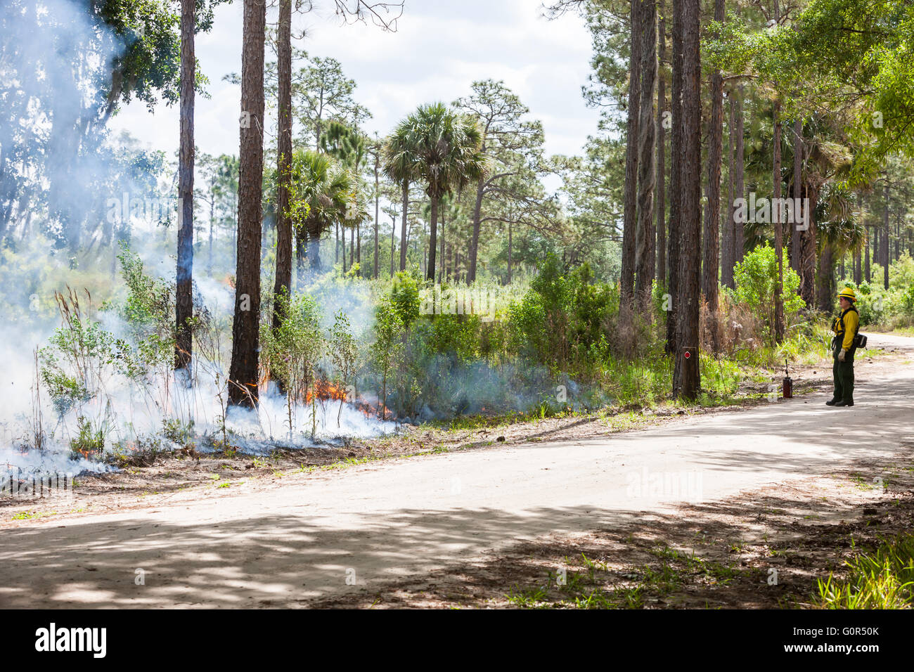 Florida Park Service staff execute a prescribed burn in the pine flatwoods of Highlands Hammock State Park in Sebring, Florida. Stock Photo