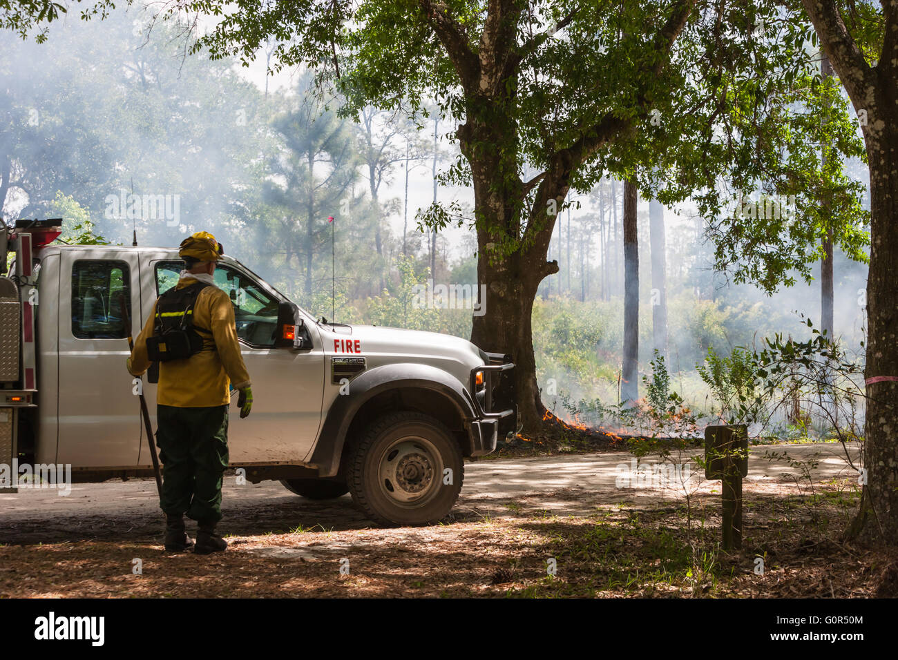 Florida Park Service staff execute a prescribed burn in the pine flatwoods of Highlands Hammock State Park in Sebring, Florida. Stock Photo